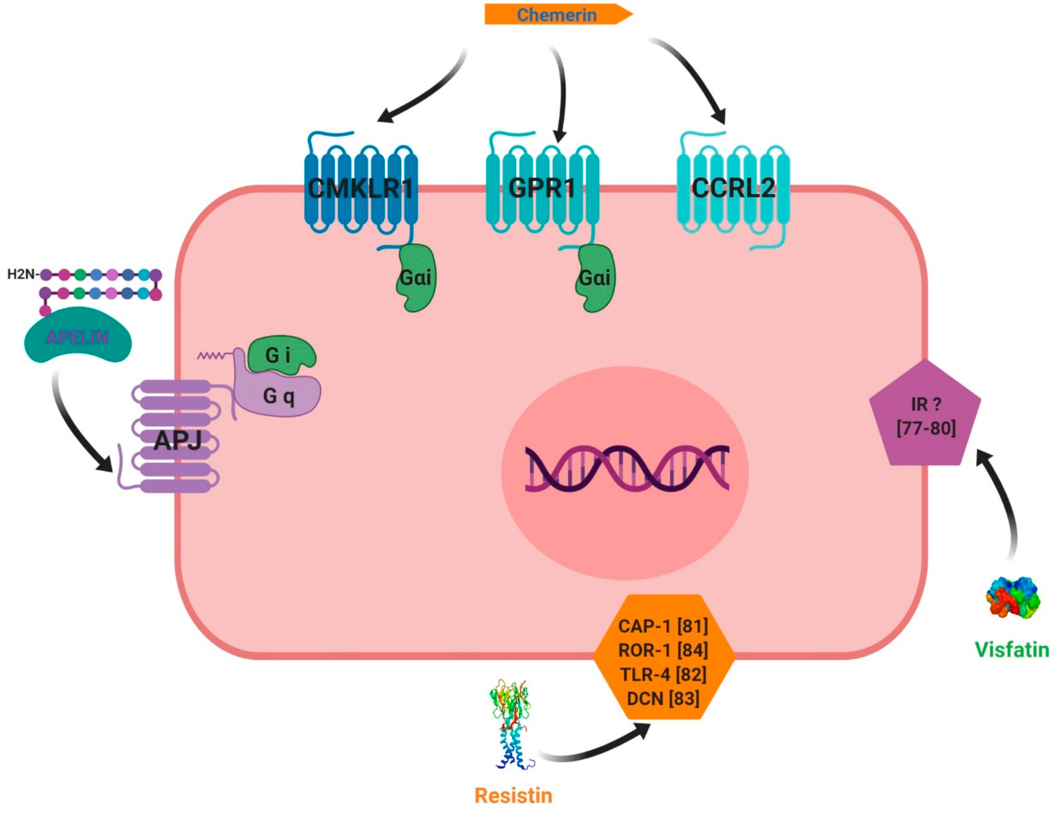 Ijms 20 04431 g005 Ijms 20 04431 g005