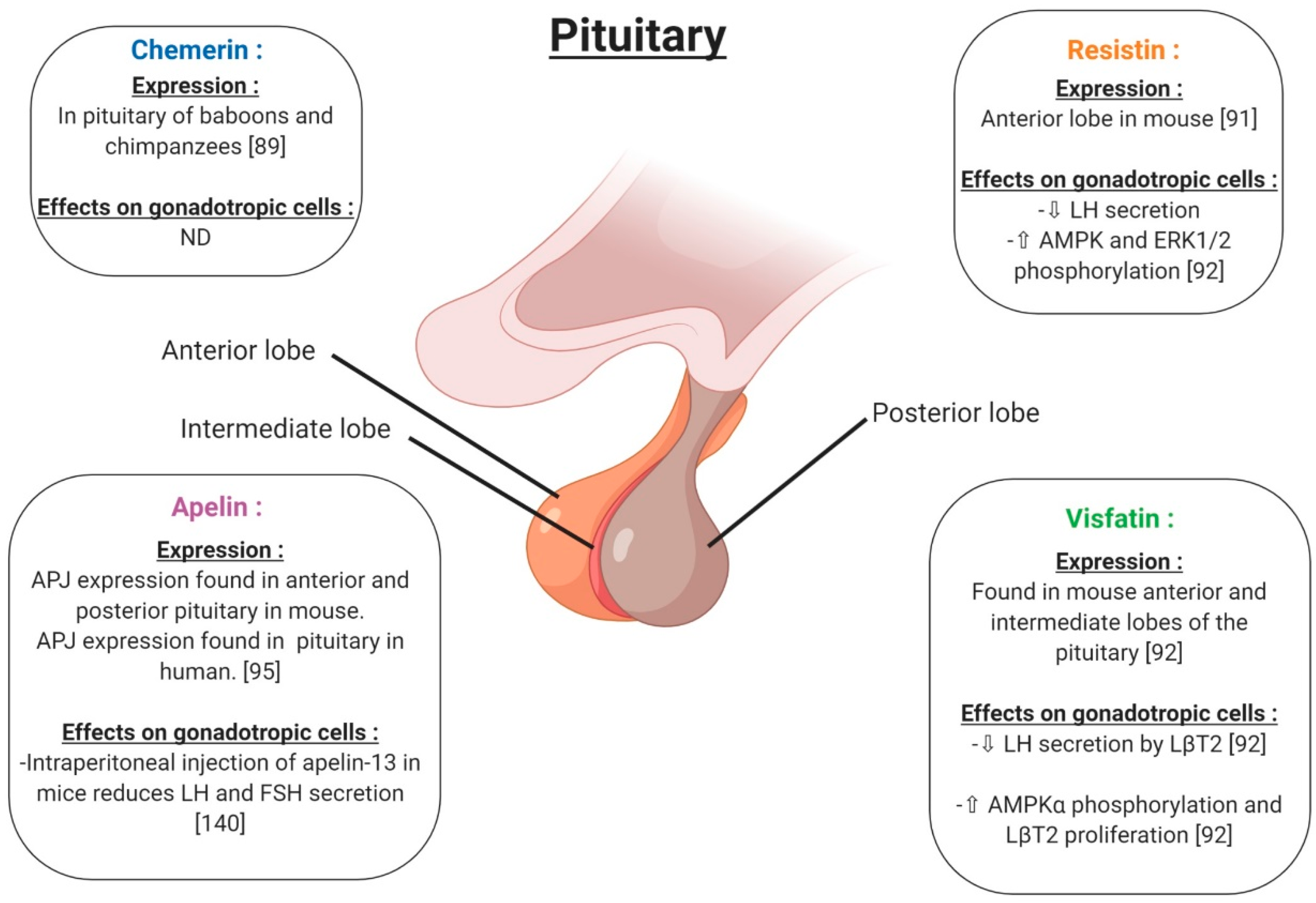 Ijms 20 04431 g007 Ijms 20 04431 g007