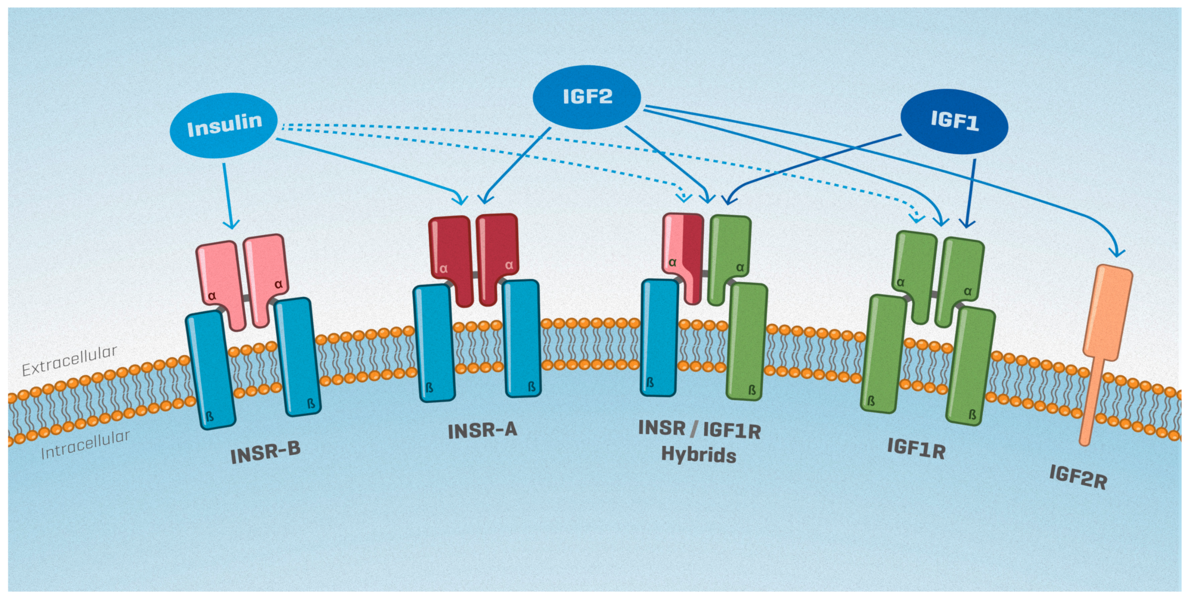 Ijms 20 04440 g001