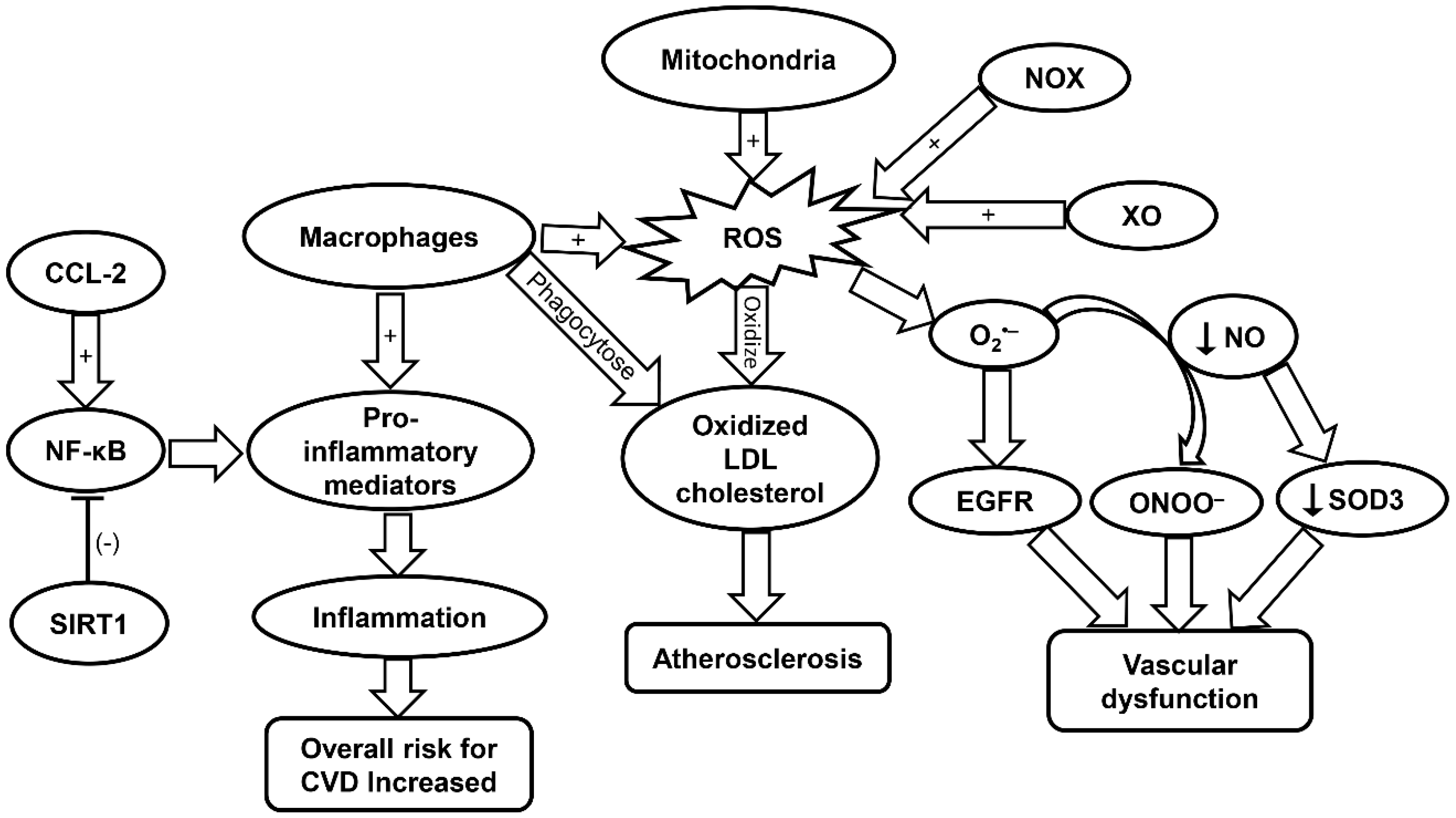 Ijms 20 04472 g001 Ijms 20 04472 g001