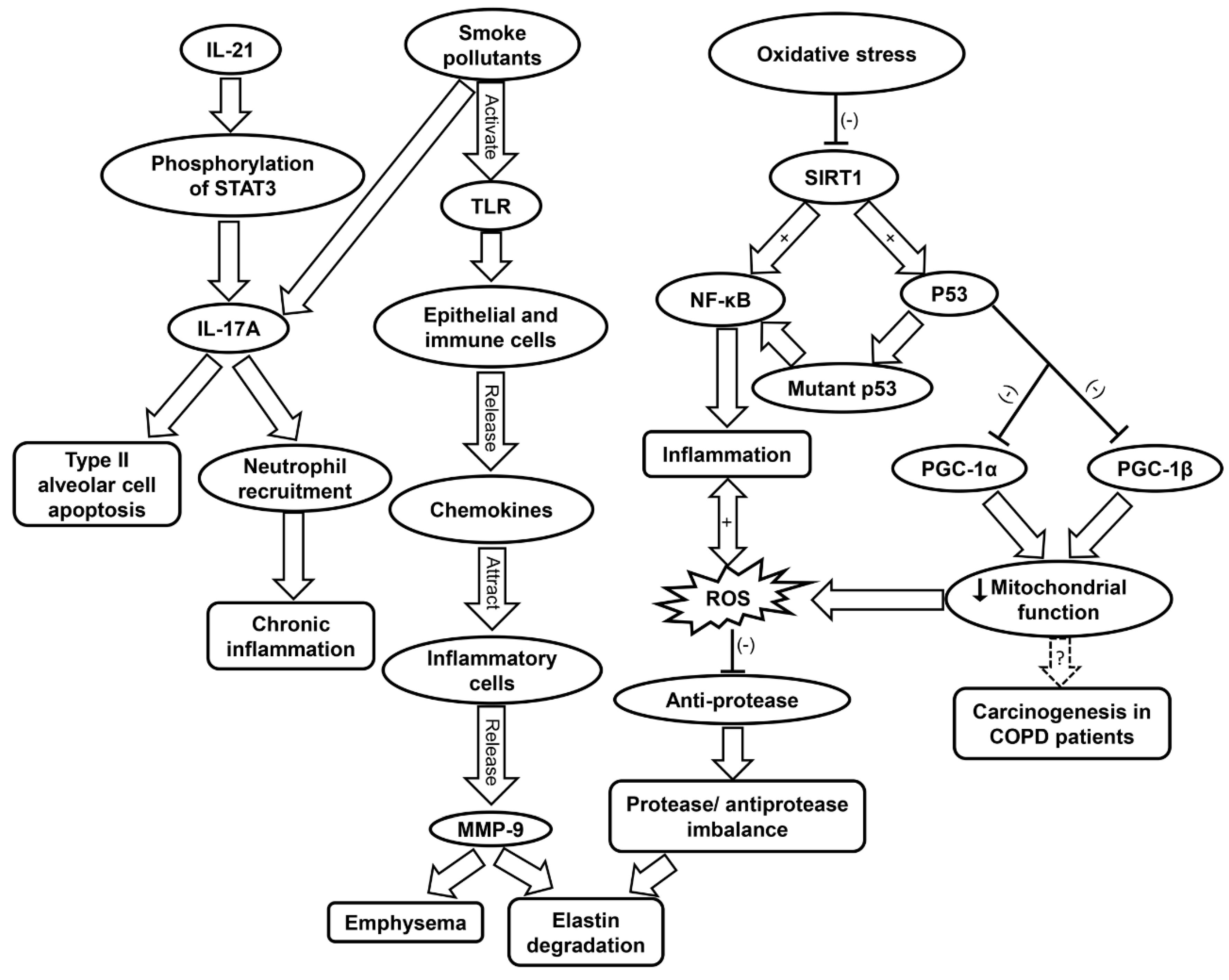 Ijms 20 04472 g004 Ijms 20 04472 g004