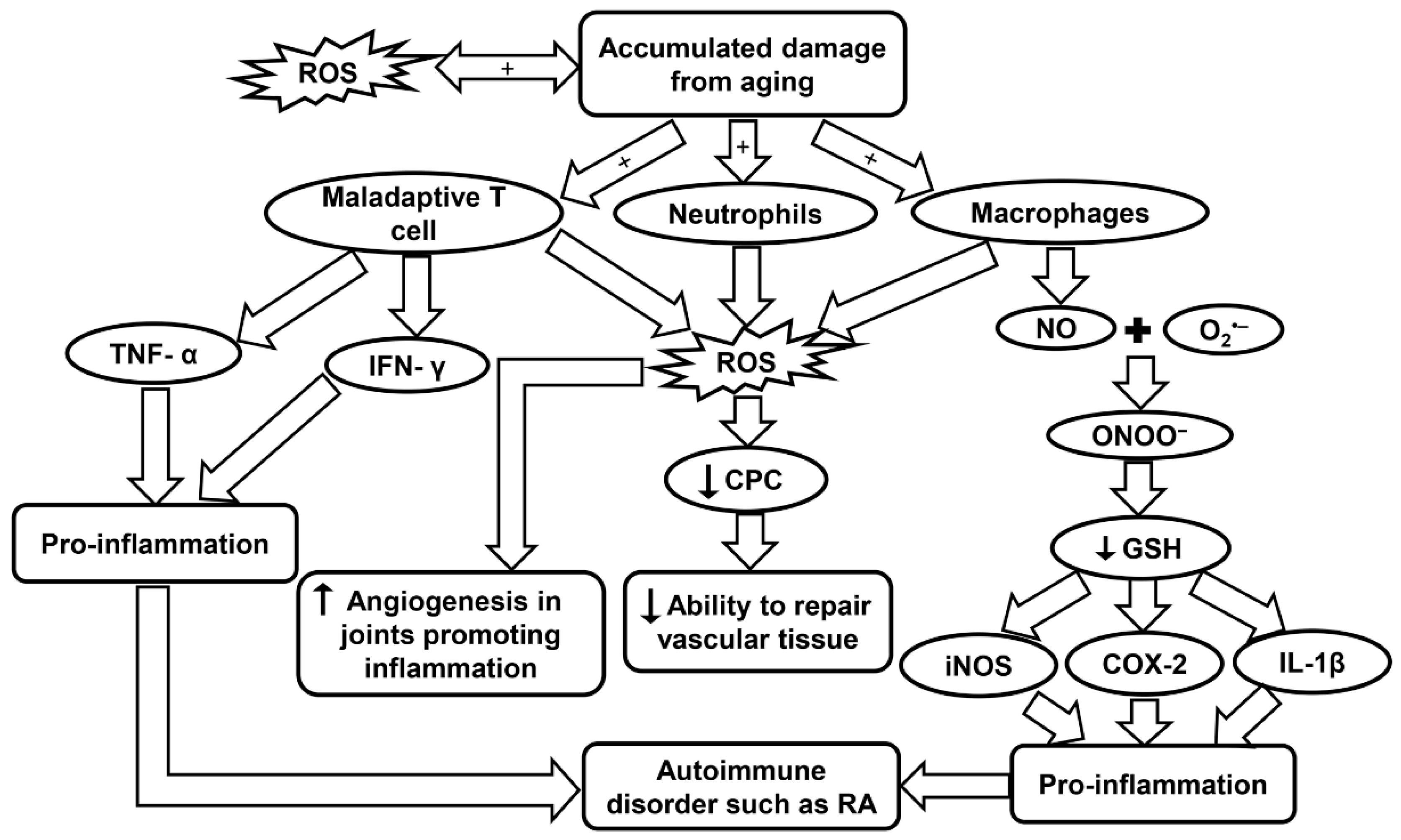 Ijms 20 04472 g006 Ijms 20 04472 g006