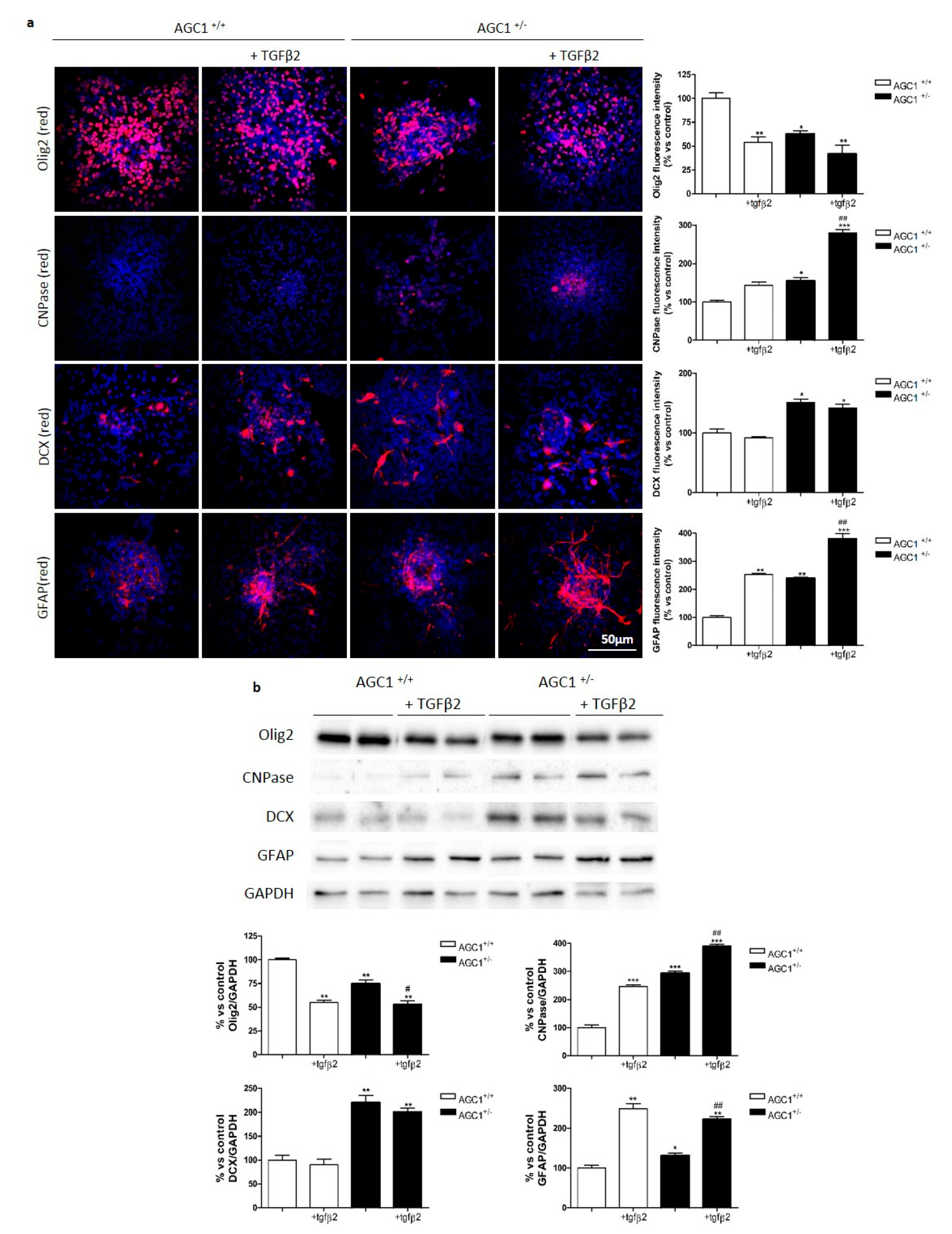 Ijms 20 04486 g007 Ijms 20 04486 g007