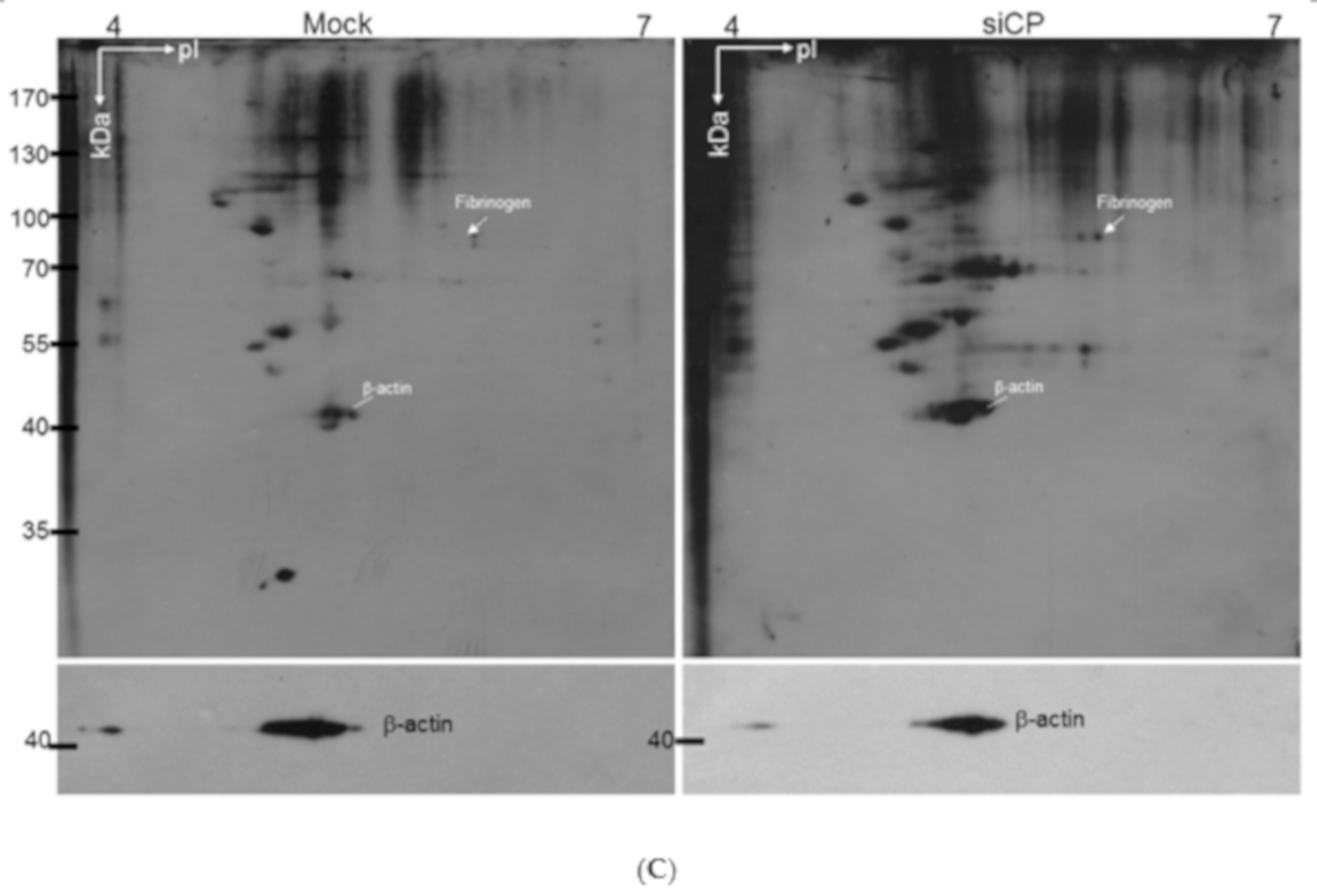 Ijms 20 04528 g004b Ijms 20 04528 g004b