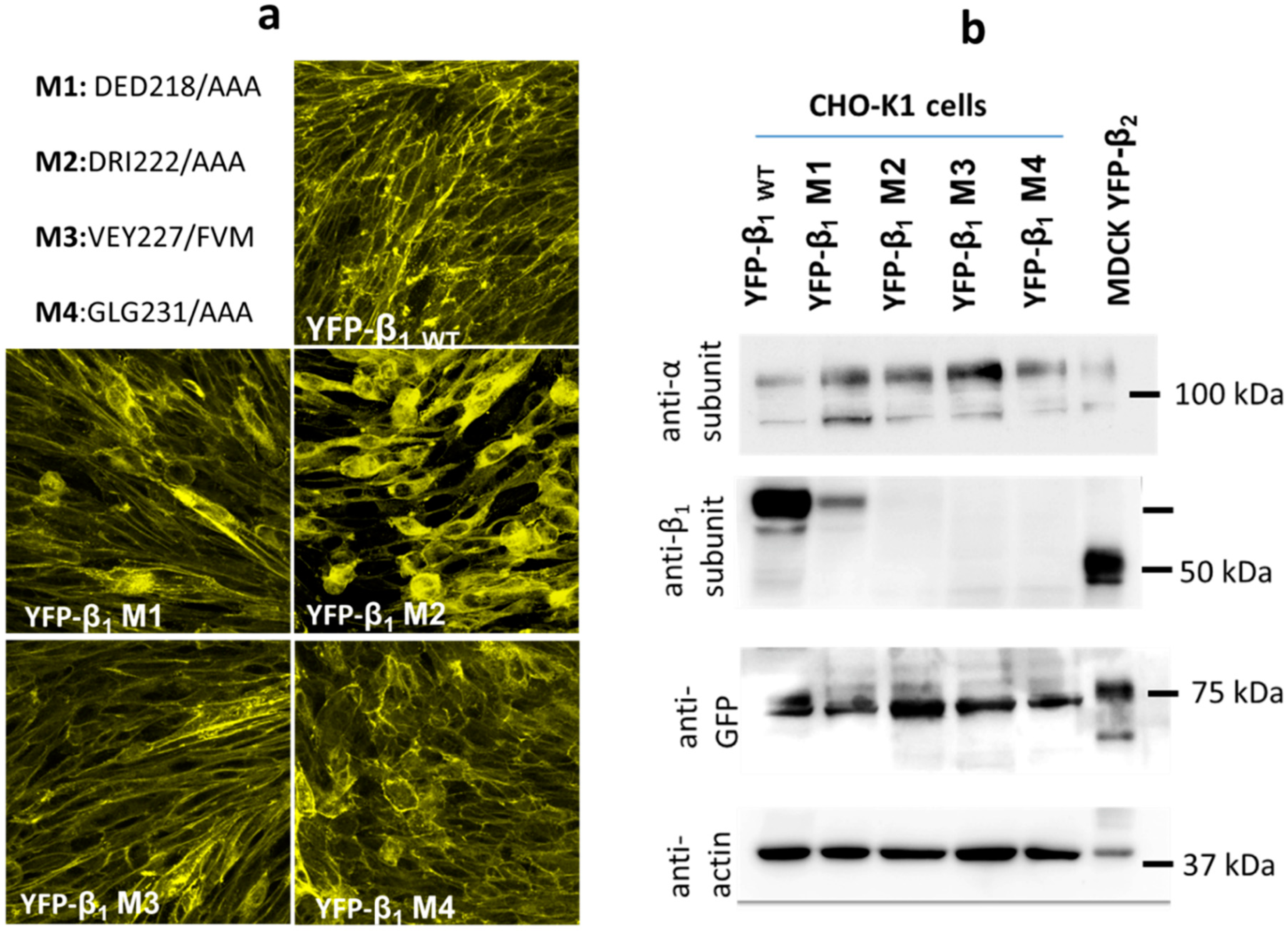Ijms 20 04538 g004