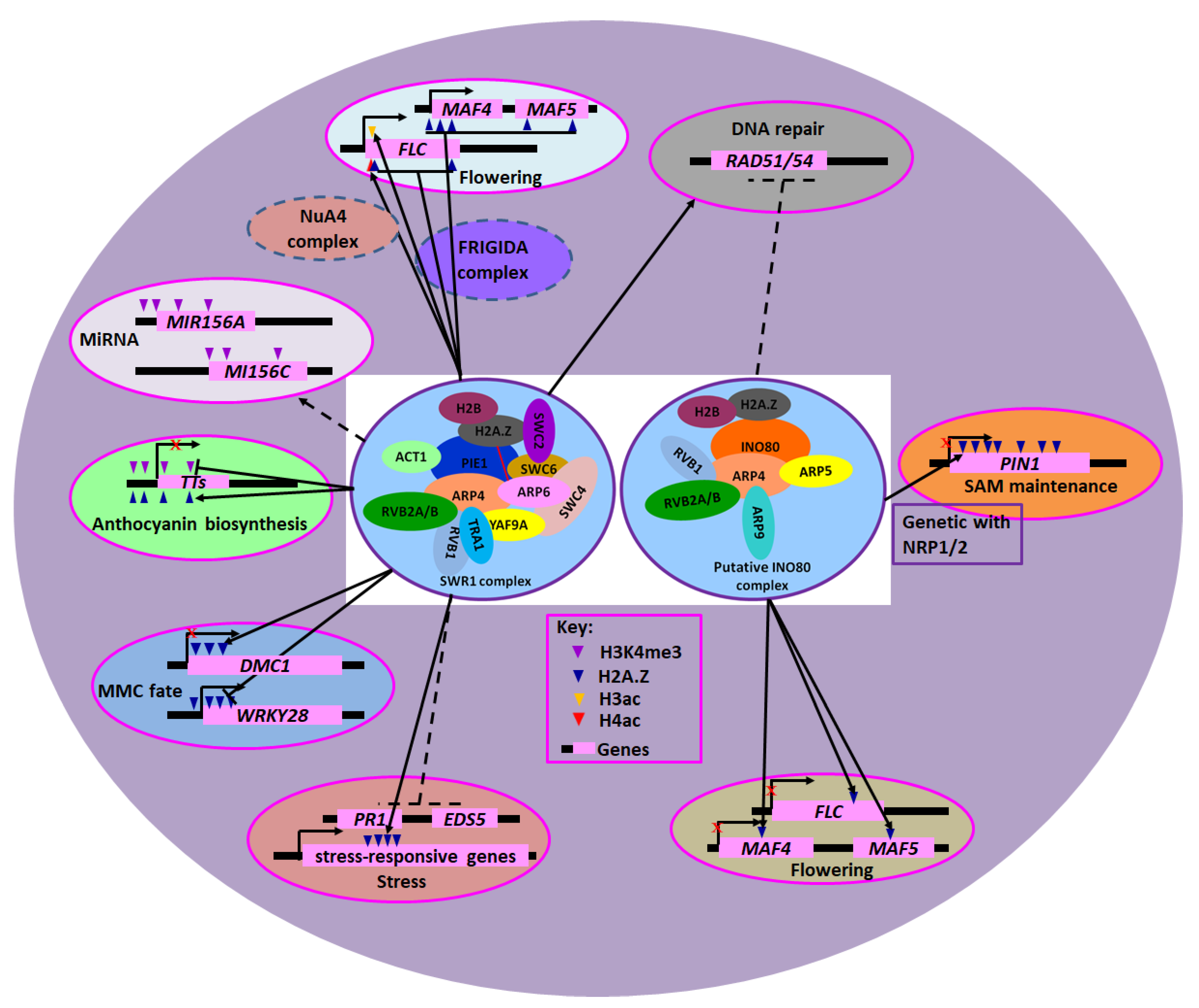 Ijms 20 04591 g001 Ijms 20 04591 g001