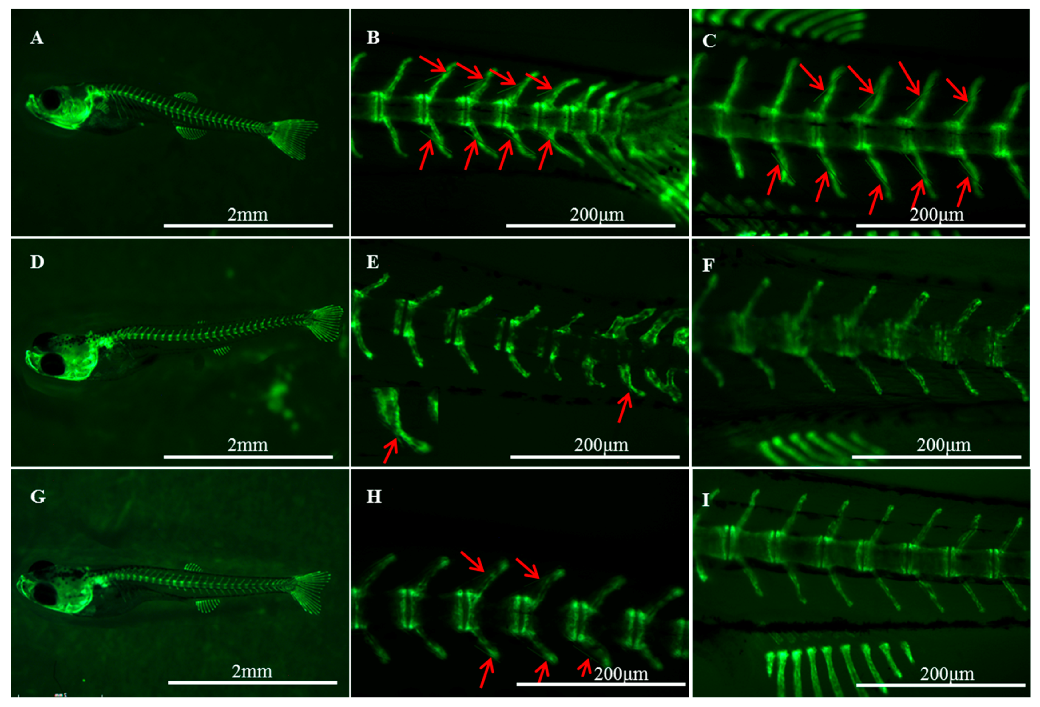 Ijms 20 04698 g007 Ijms 20 04698 g007