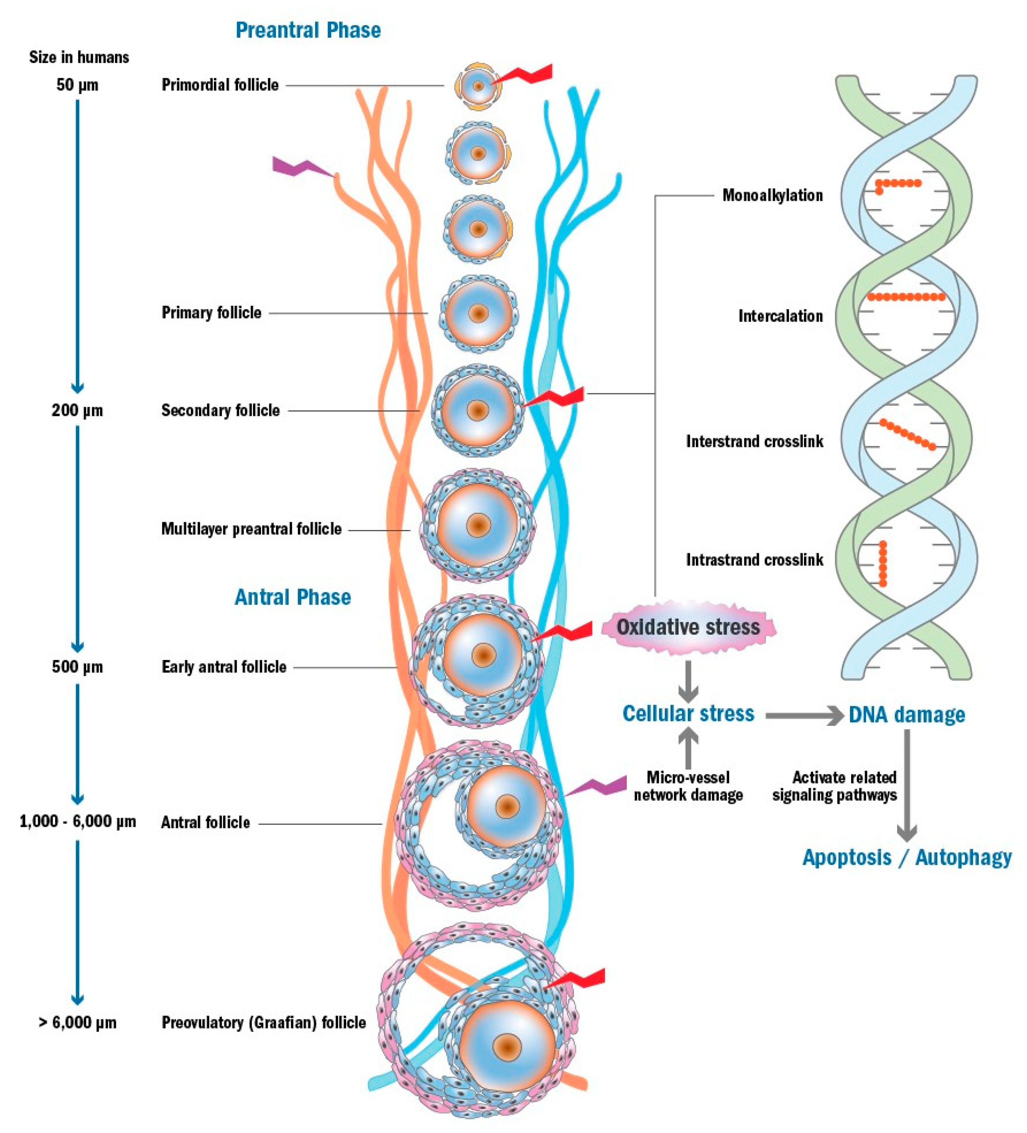 Ijms 20 04720 g004 Ijms 20 04720 g004
