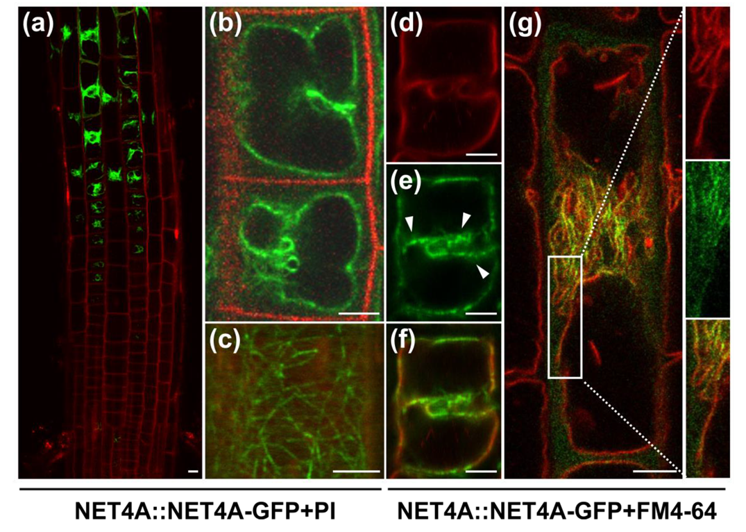 Ijms 20 04752 g001 Ijms 20 04752 g001