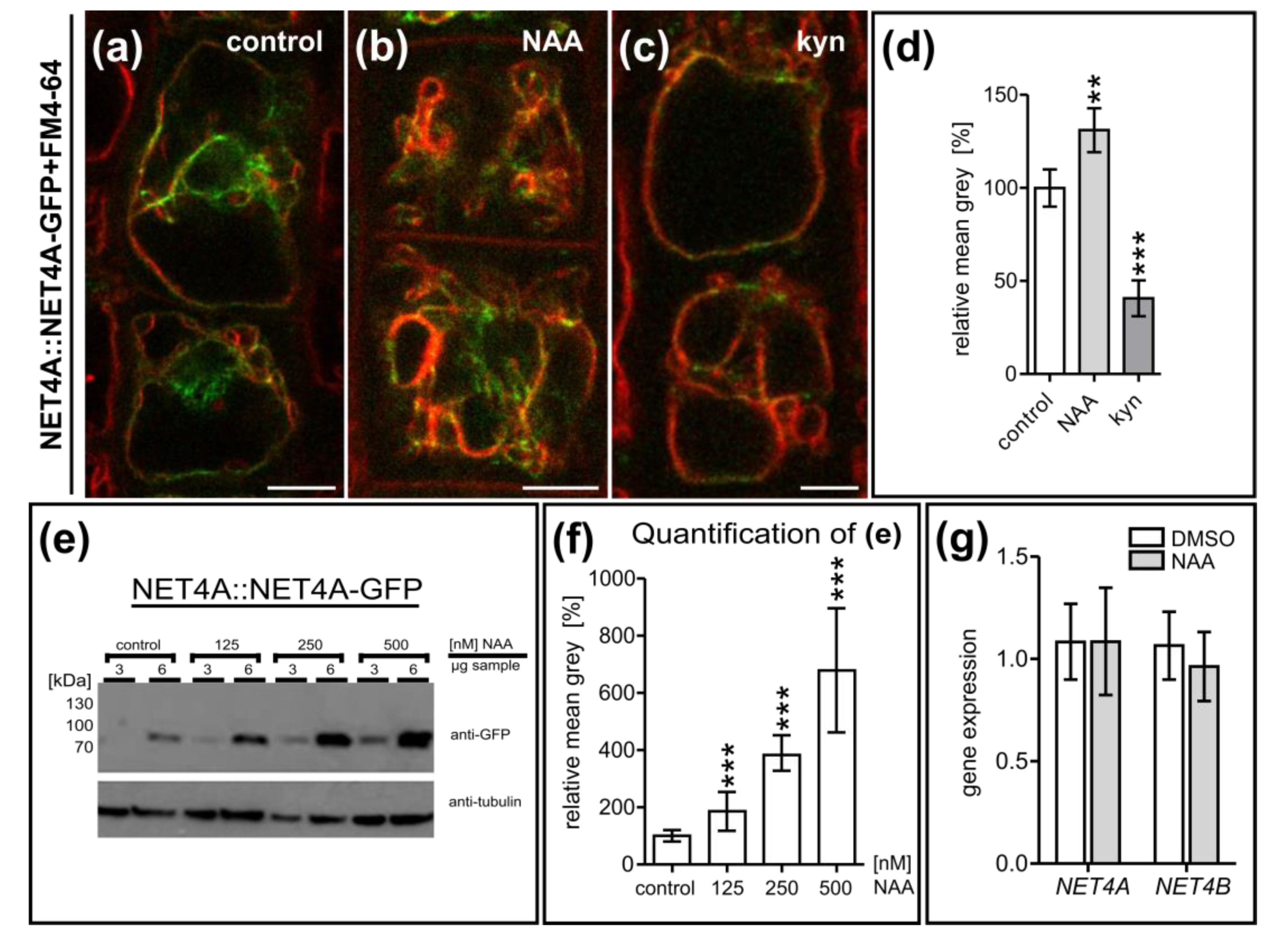 Ijms 20 04752 g002 Ijms 20 04752 g002
