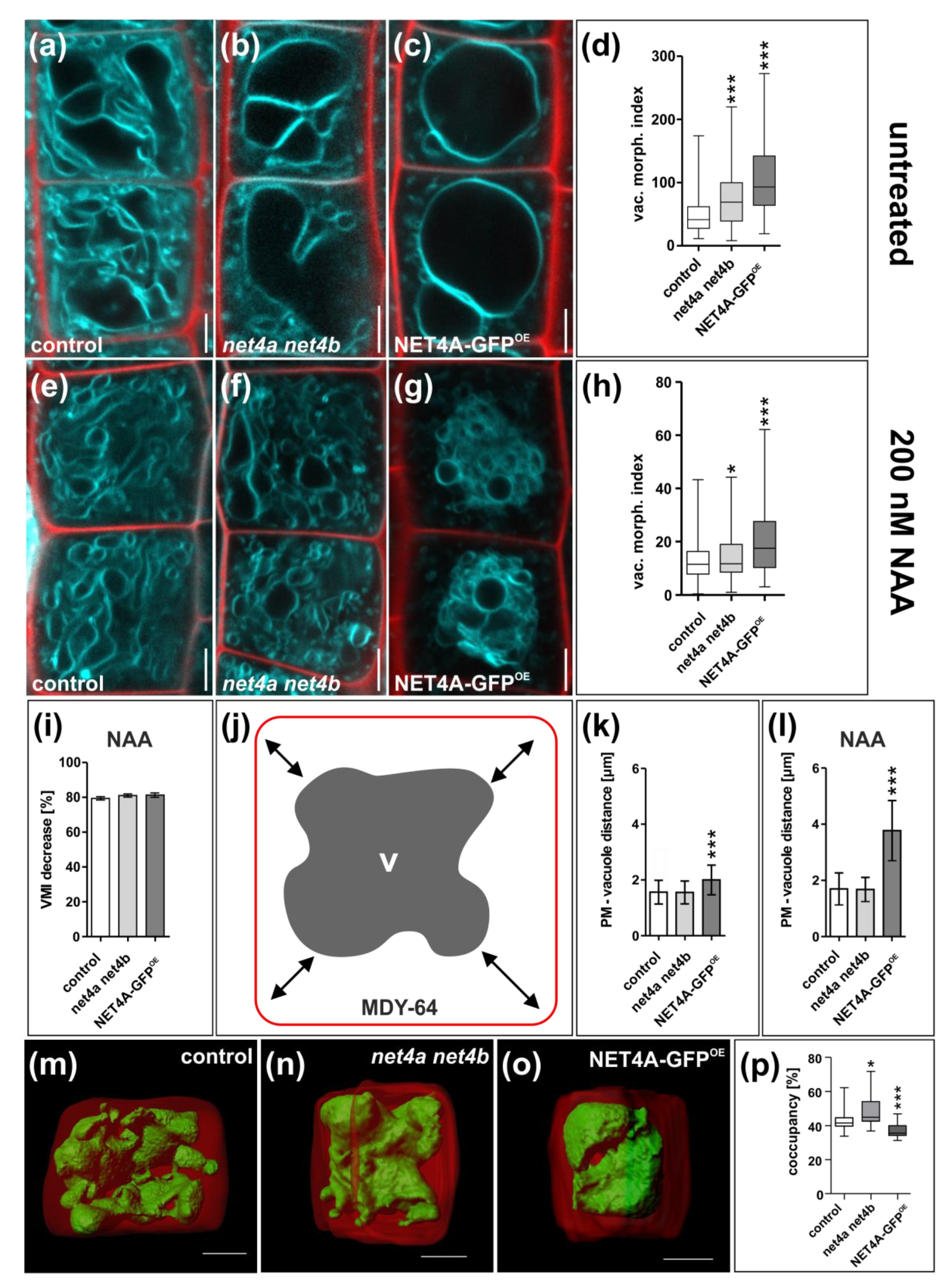 Ijms 20 04752 g003 Ijms 20 04752 g003