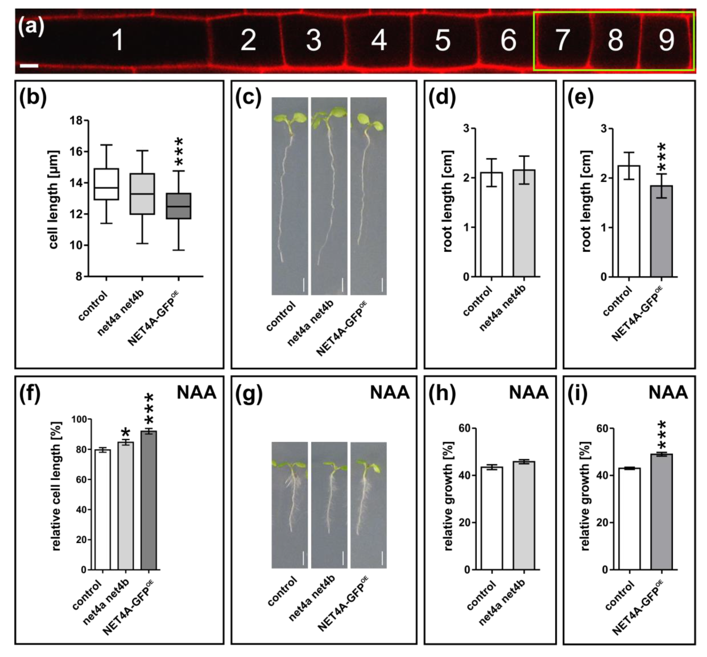 Ijms 20 04752 g004 Ijms 20 04752 g004