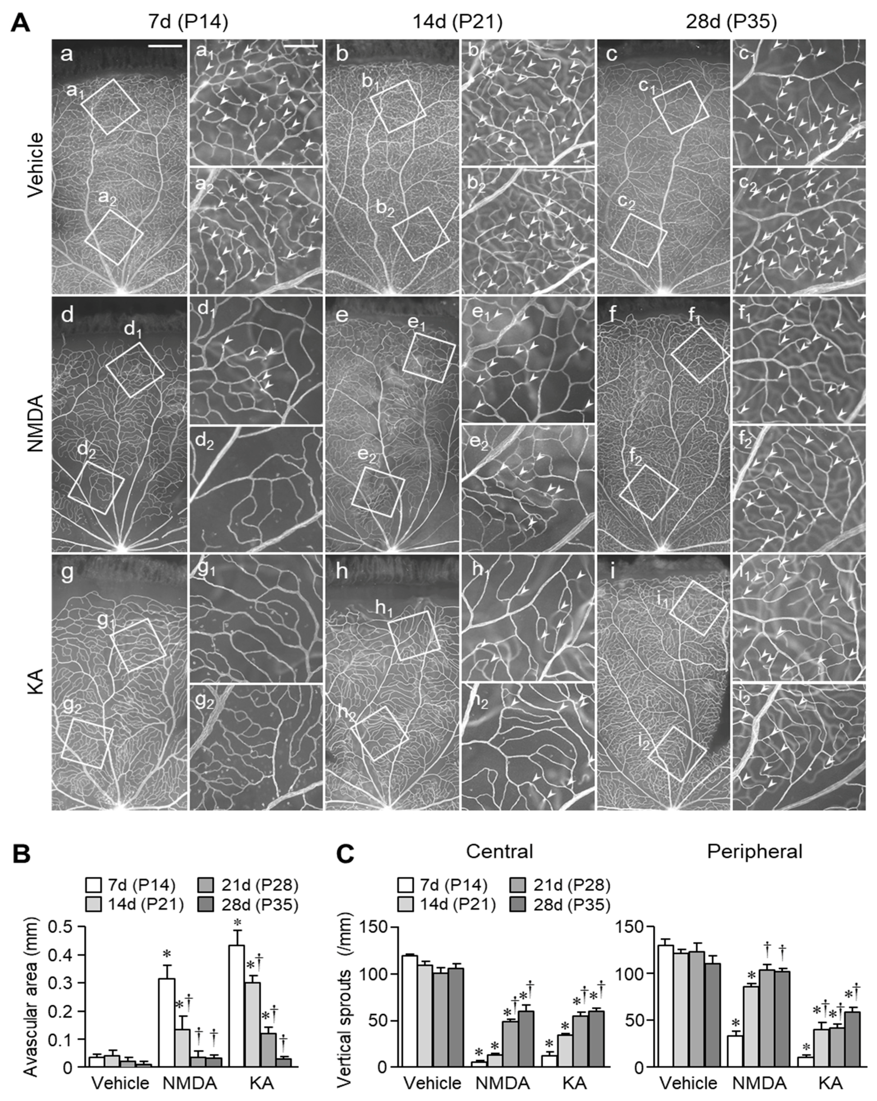 Ijms 20 04759 g002 Ijms 20 04759 g002