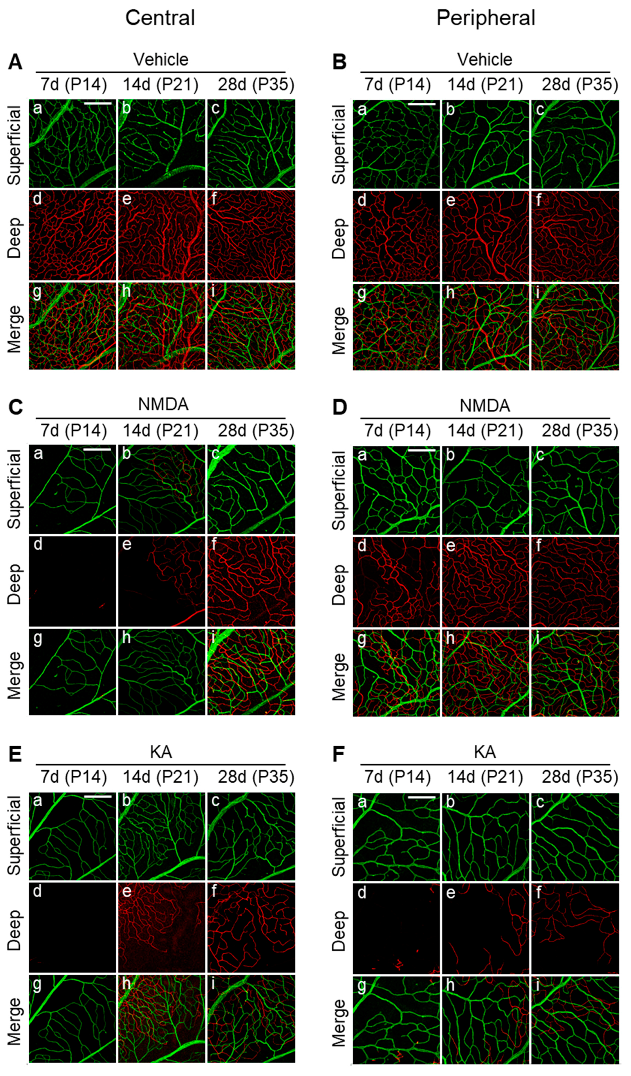 Ijms 20 04759 g003 Ijms 20 04759 g003