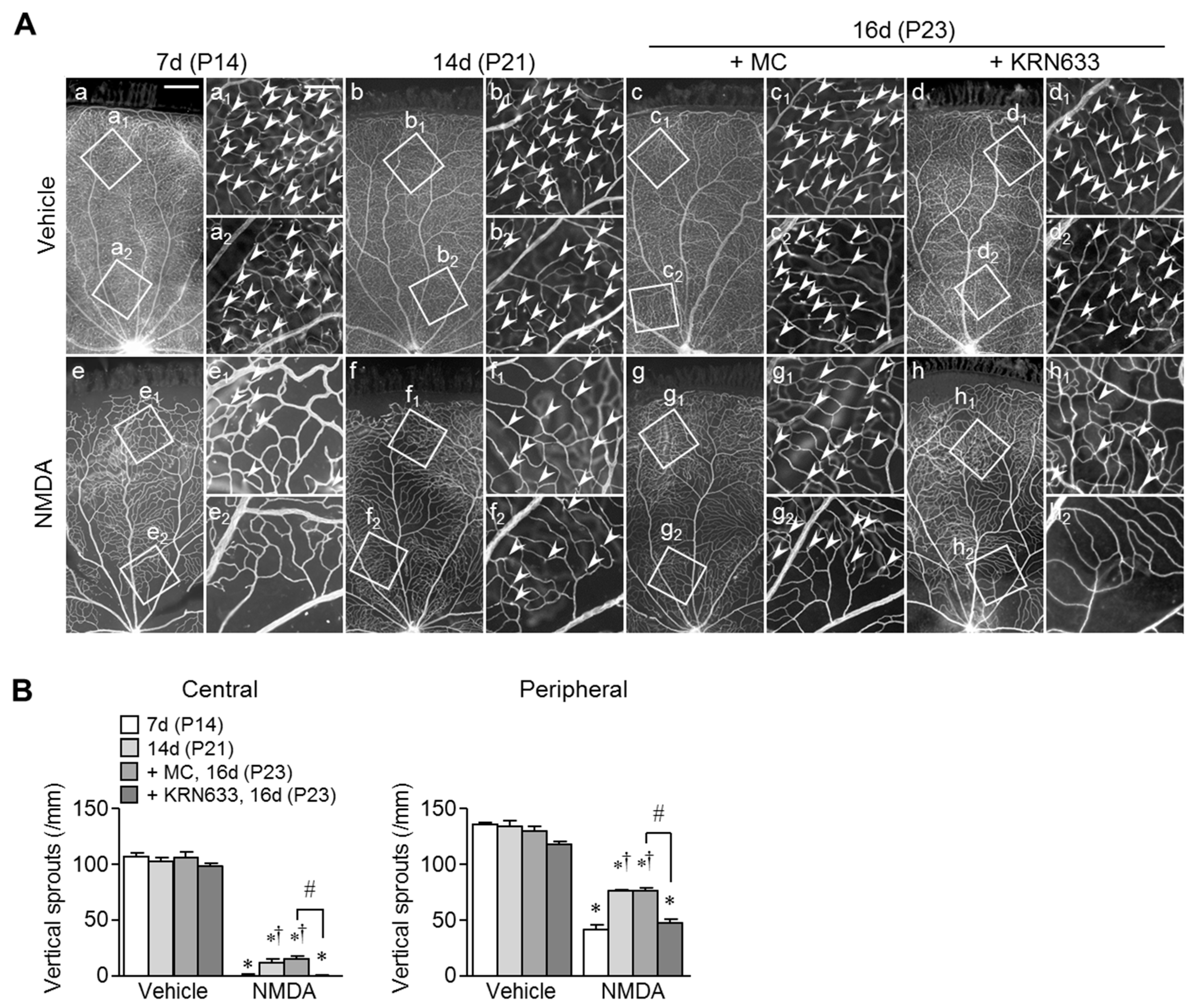 Ijms 20 04759 g006 Ijms 20 04759 g006