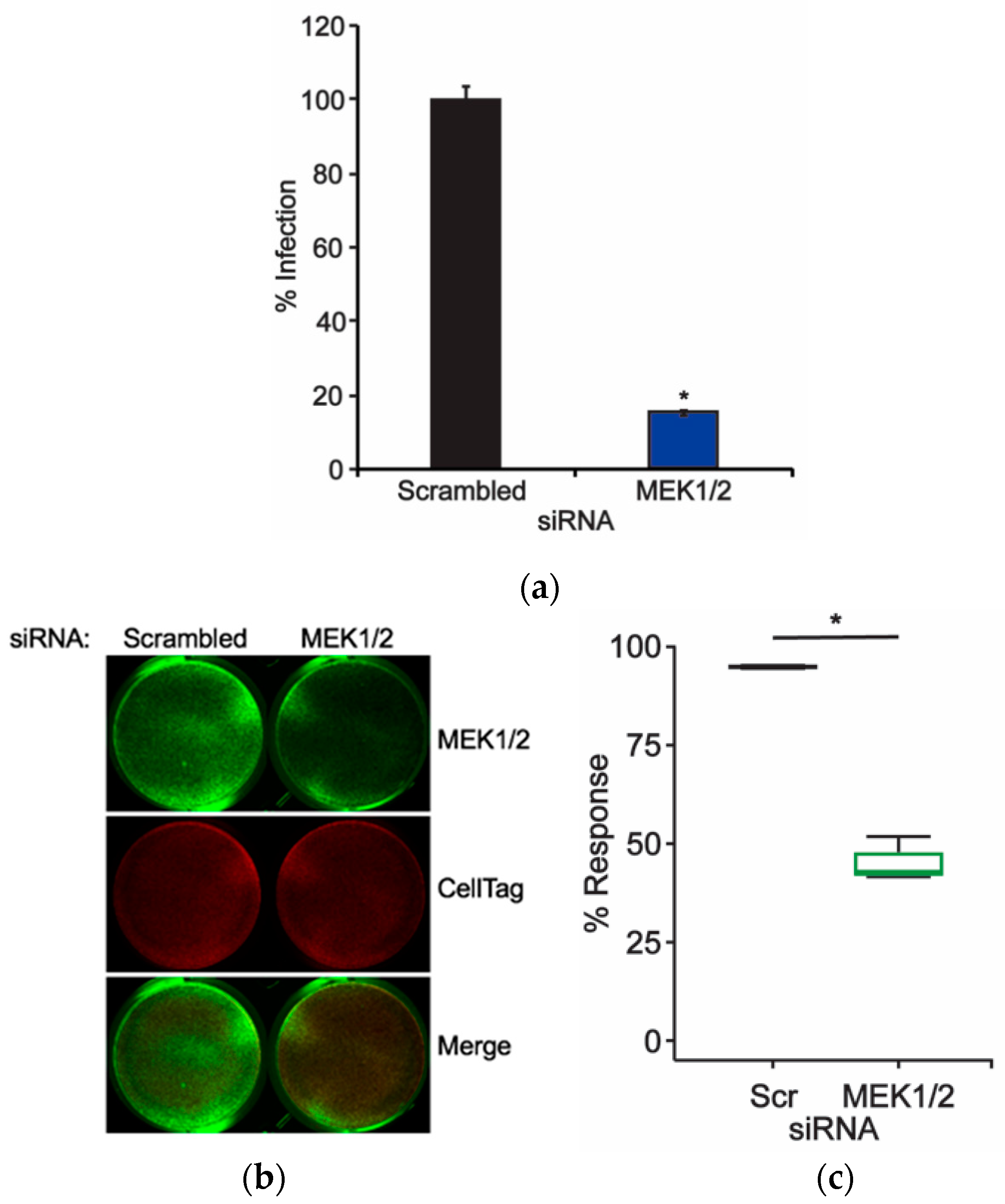 Ijms 20 04779 g002