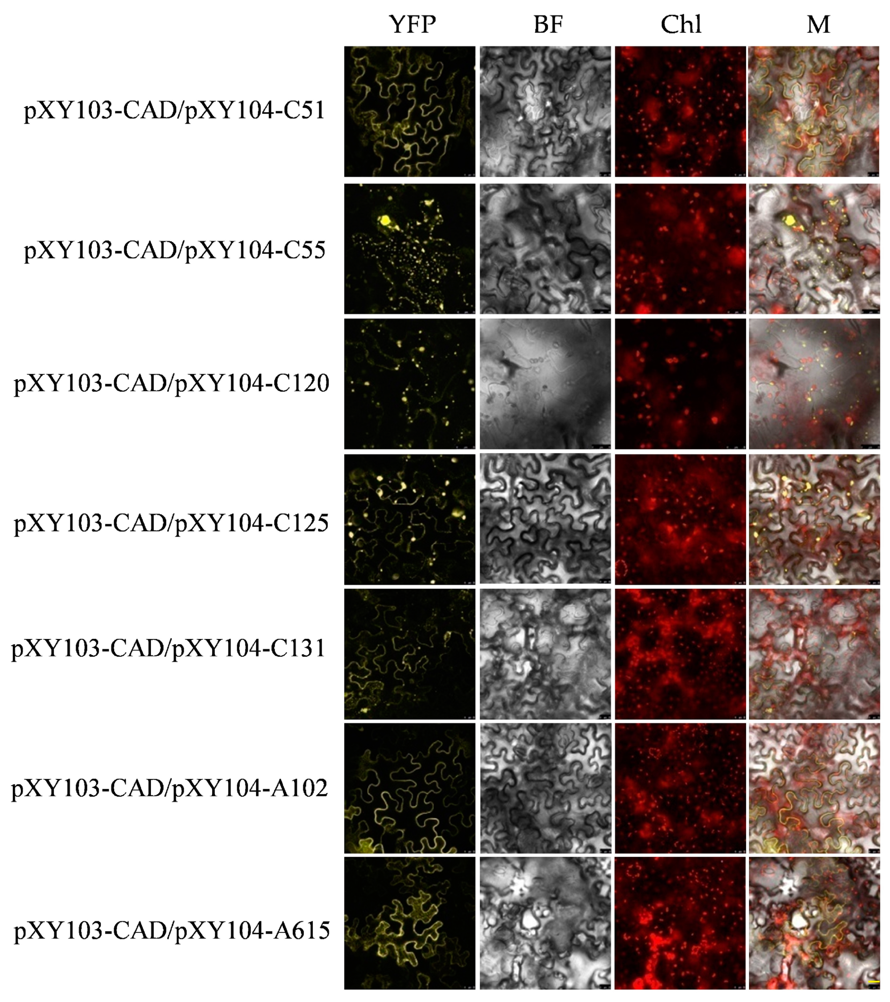Ijms 20 04846 g007