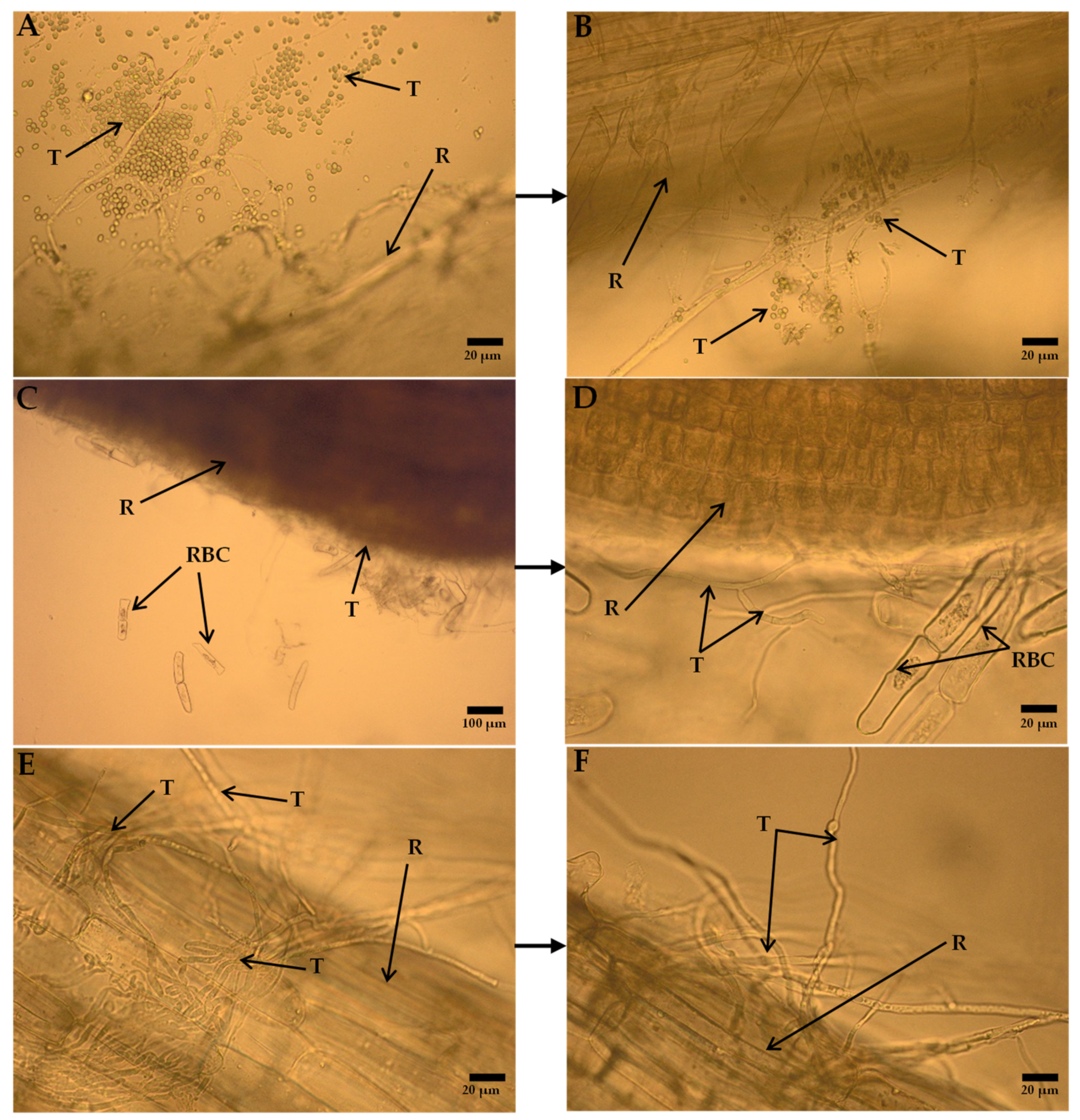Ijms 20 04923 g013
