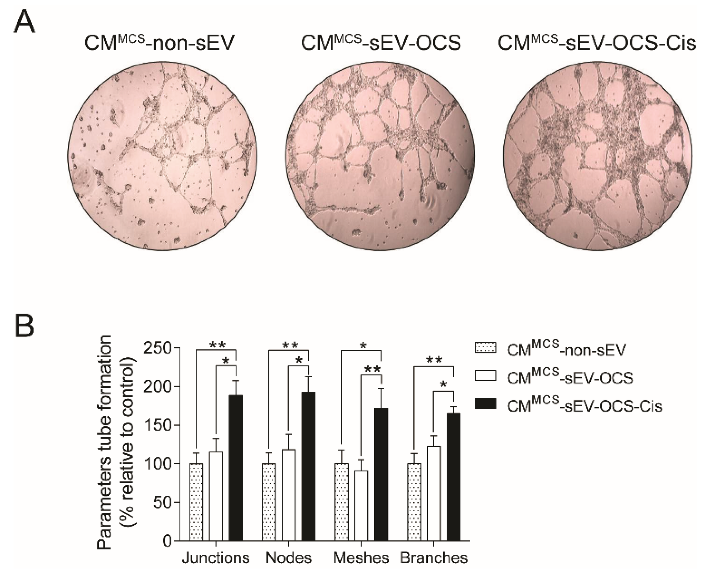Ijms 20 04972 g004 Ijms 20 04972 g004