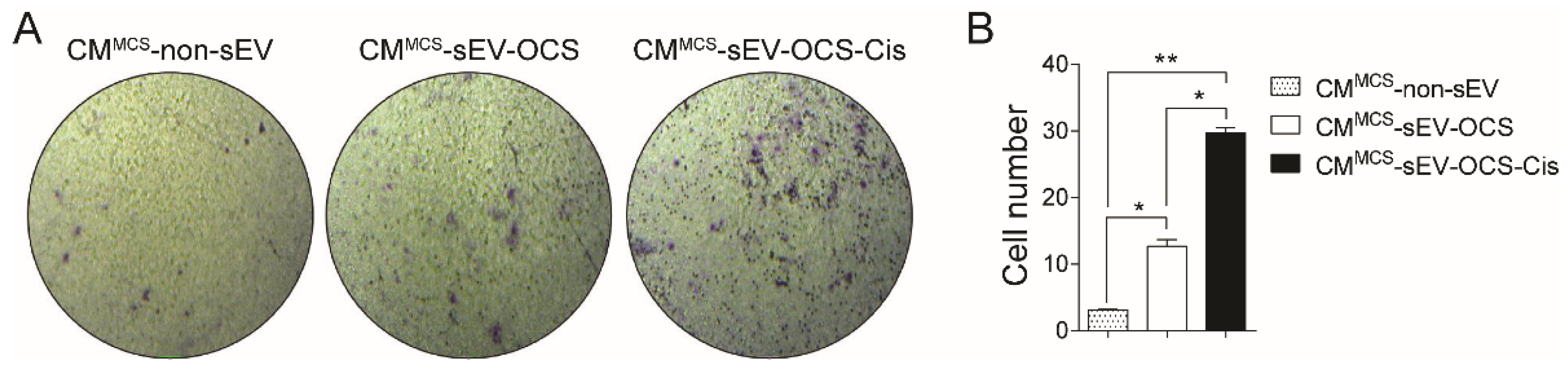 Ijms 20 04972 g005 Ijms 20 04972 g005