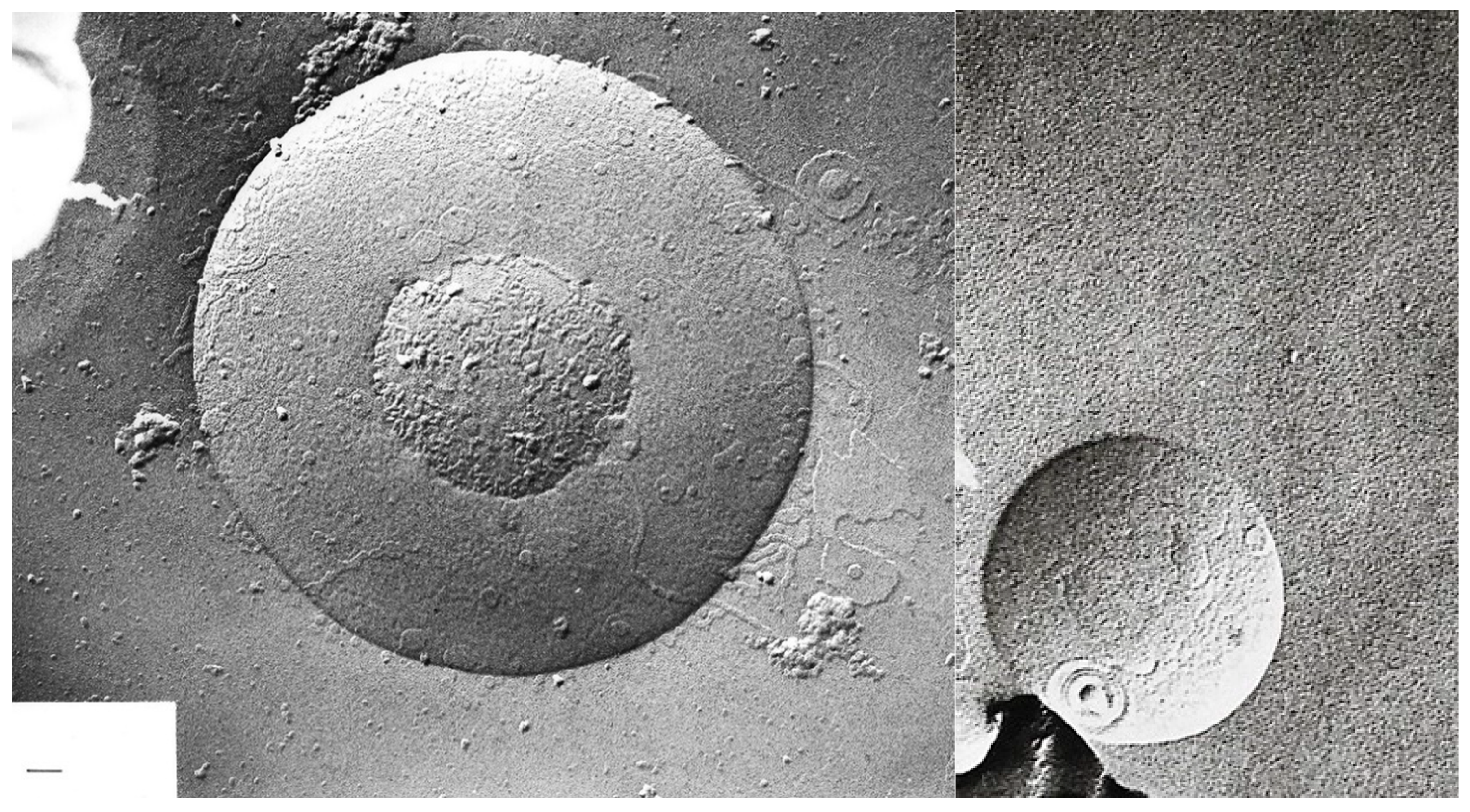 Ijms 20 05217 g009