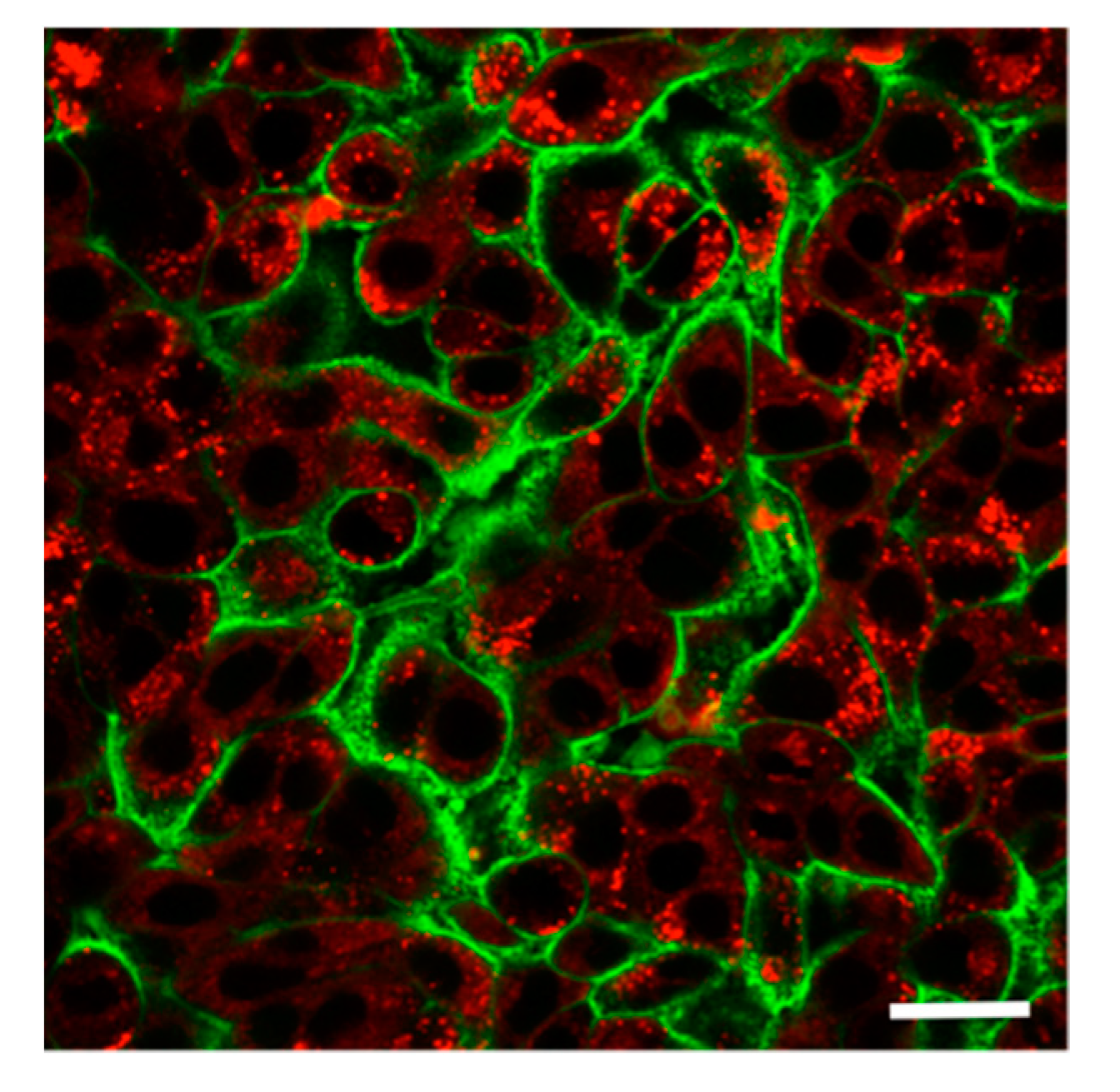 Ijms 20 05253 g001 Ijms 20 05253 g001