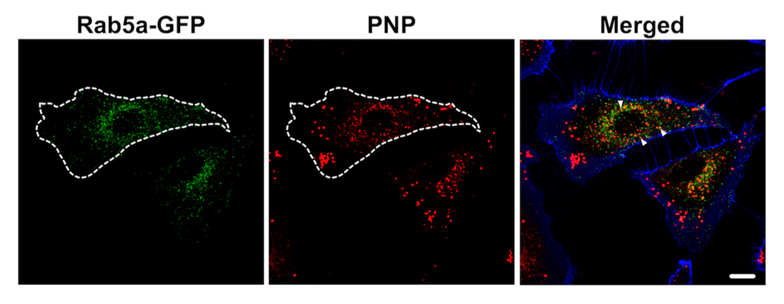 Ijms 20 05253 g003 Ijms 20 05253 g003
