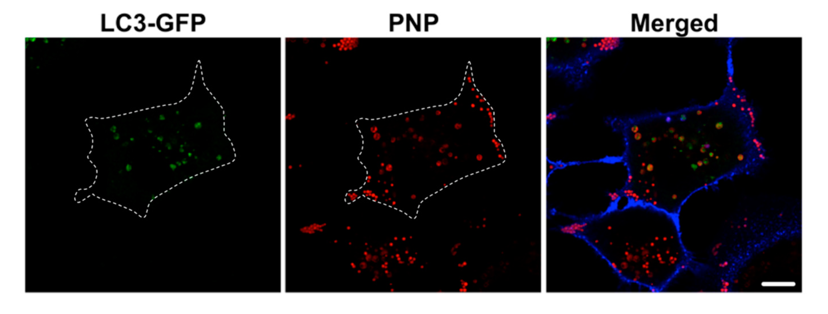 Ijms 20 05253 g006 Ijms 20 05253 g006