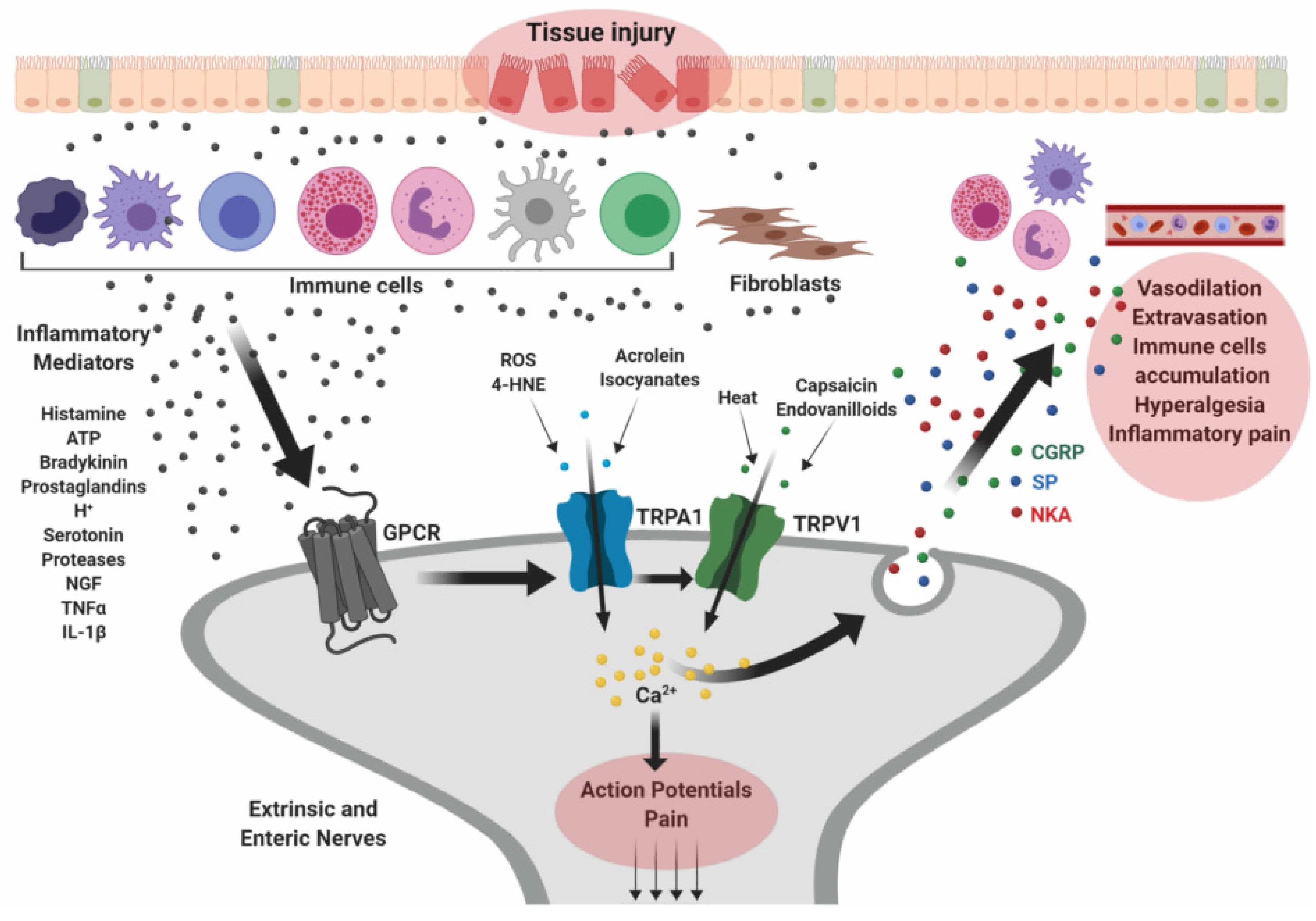 Ijms 20 05277 g002 Ijms 20 05277 g002
