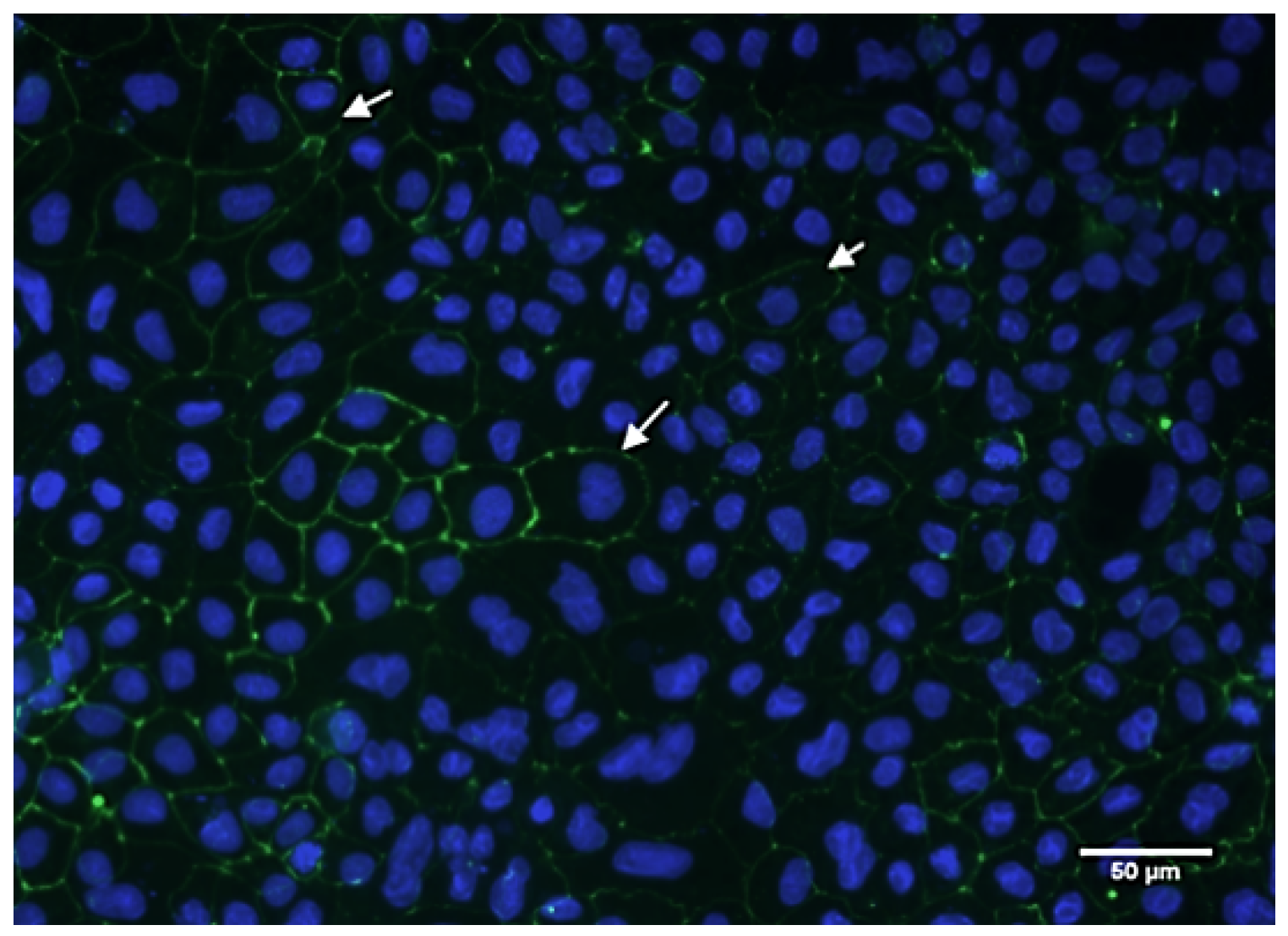 Ijms 20 05291 g005 Ijms 20 05291 g005