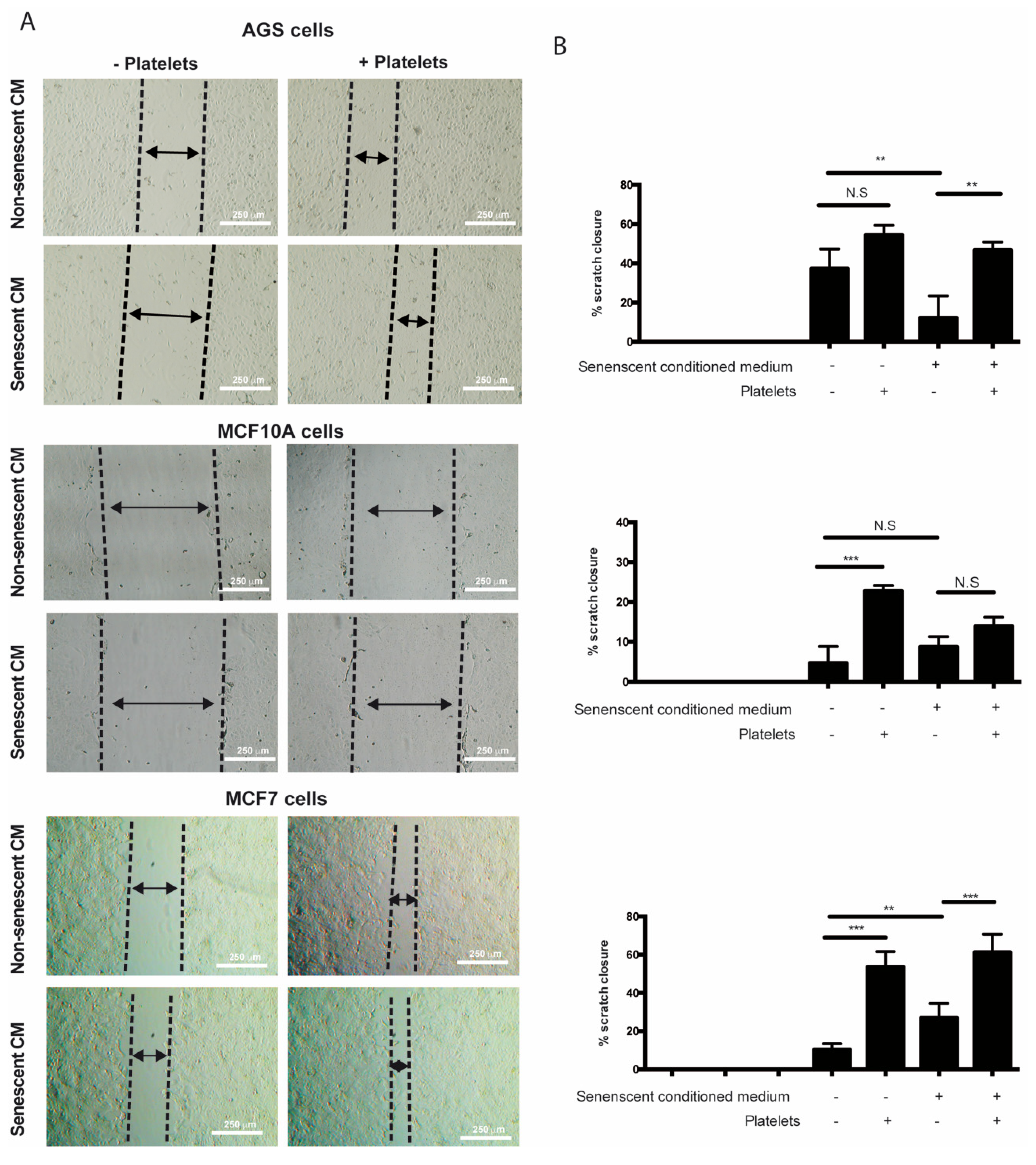 Ijms 20 05292 g004 Ijms 20 05292 g004