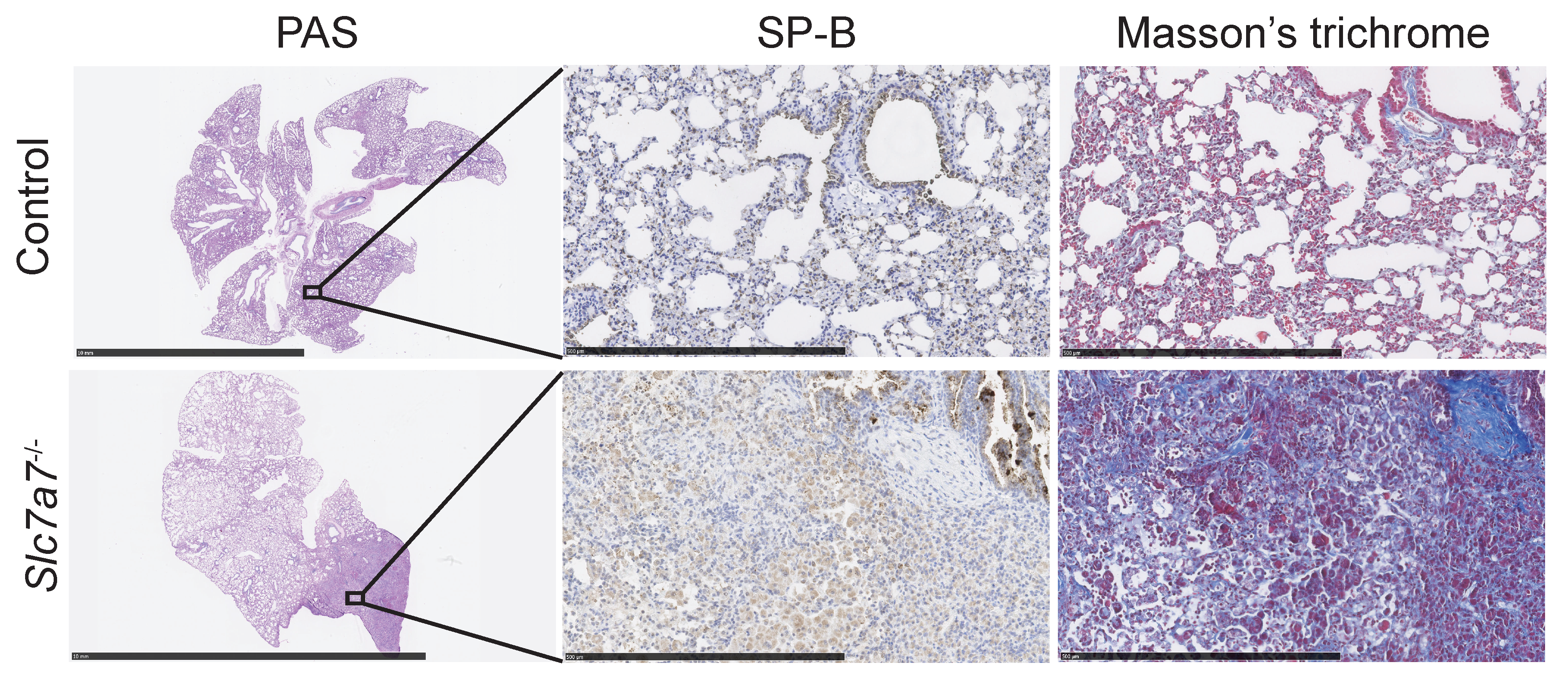 Ijms 20 05294 g004 Ijms 20 05294 g004