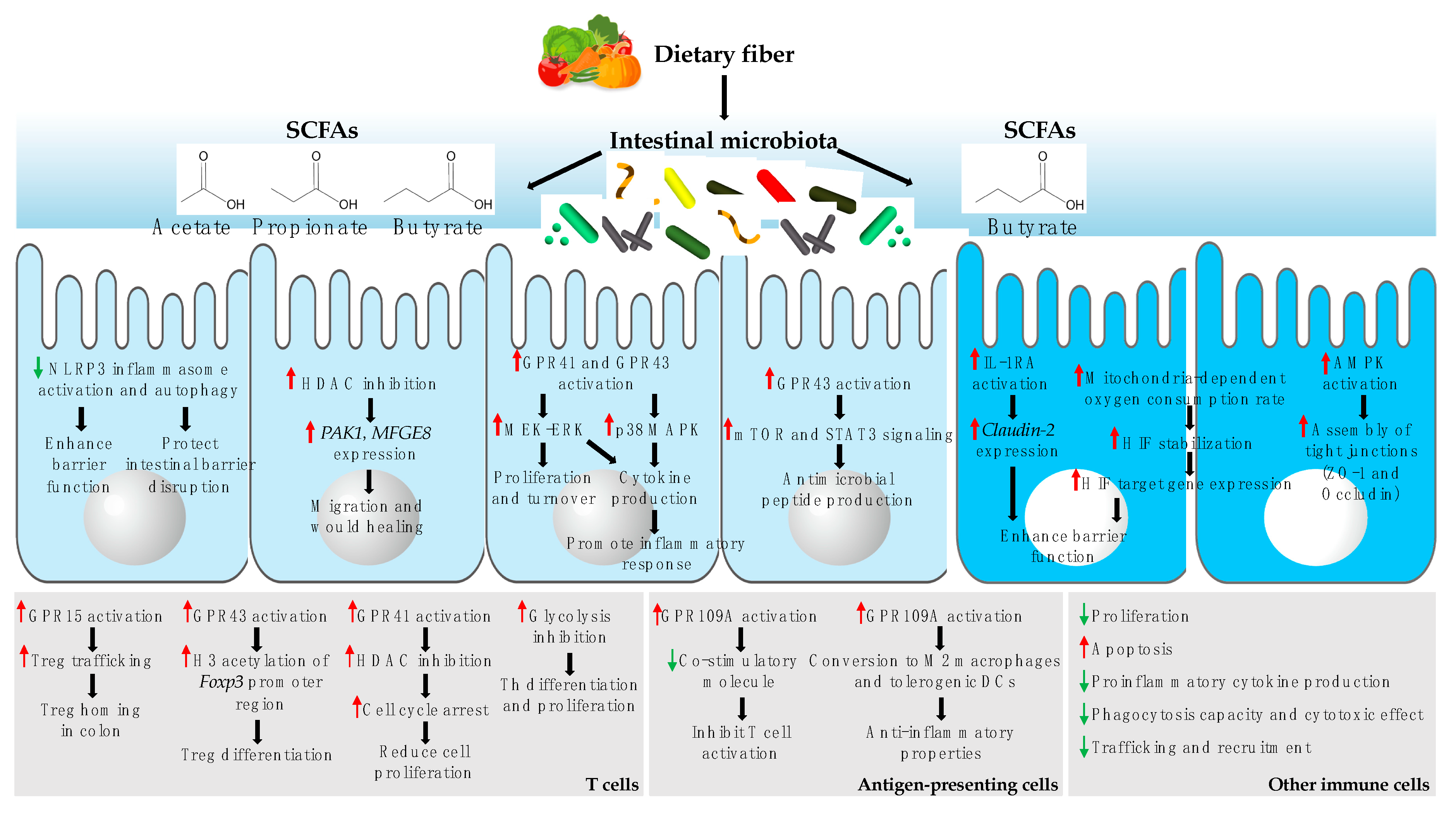 Ijms 20 05296 g002 Ijms 20 05296 g002