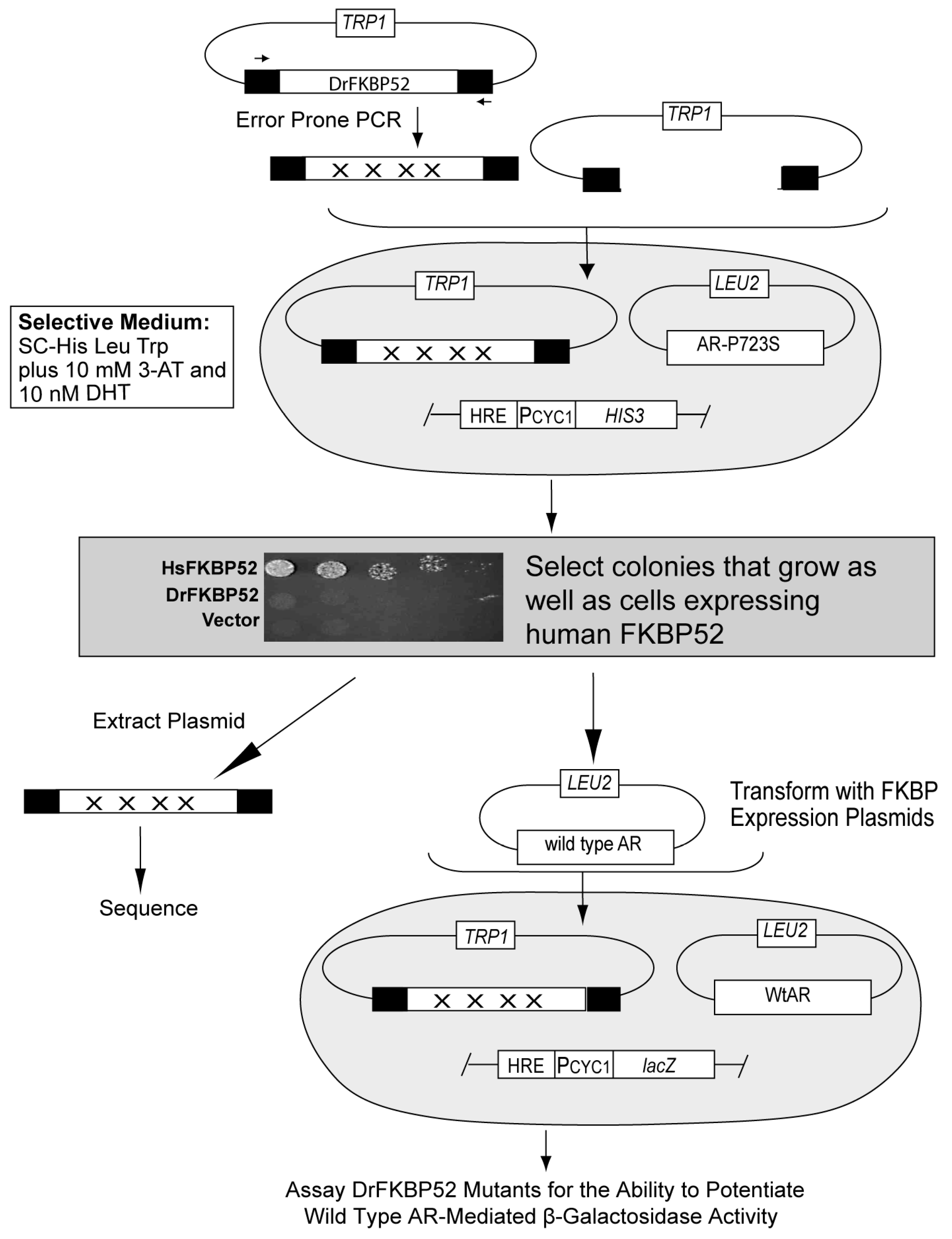 Ijms 20 05346 g002 Ijms 20 05346 g002