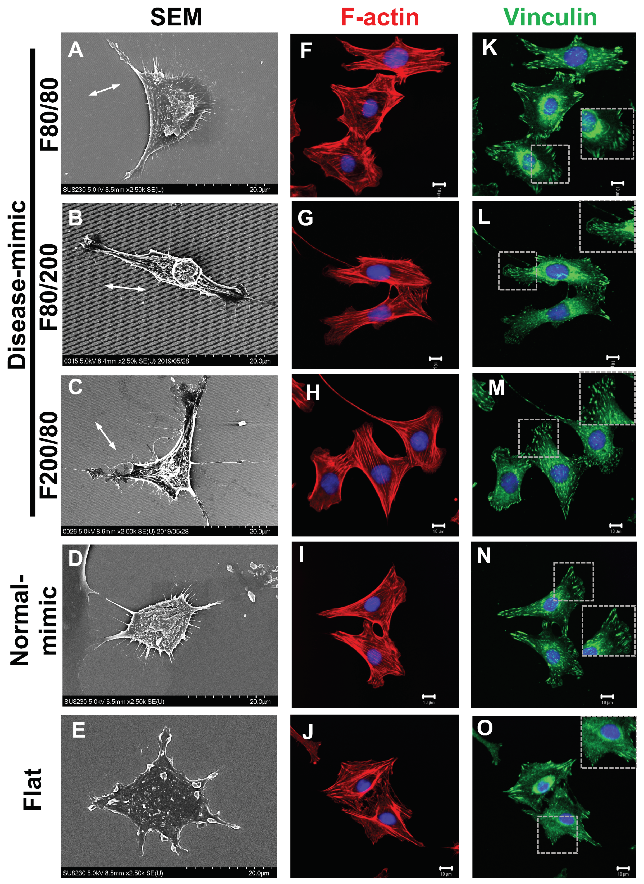 Ijms 20 05349 g004 Ijms 20 05349 g004