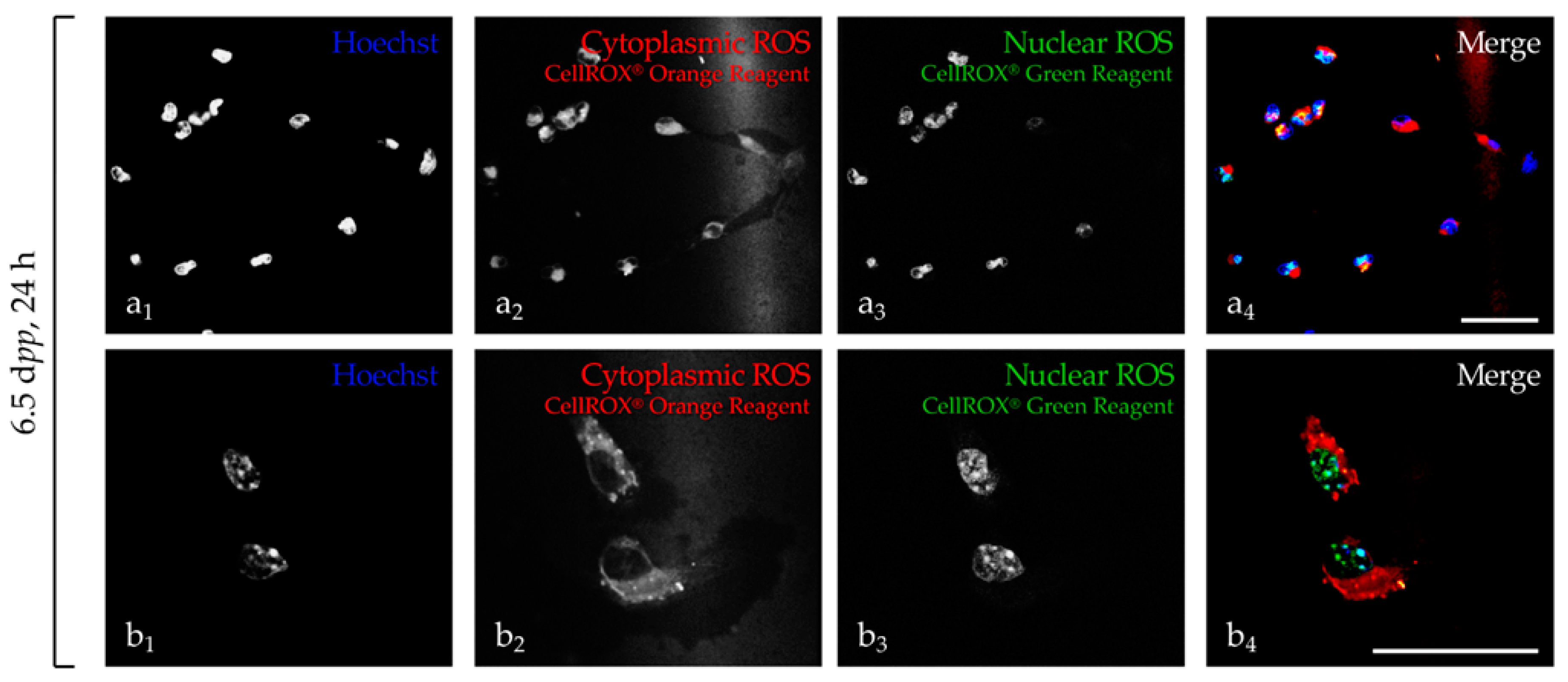 Ijms 20 05380 g001 Ijms 20 05380 g001