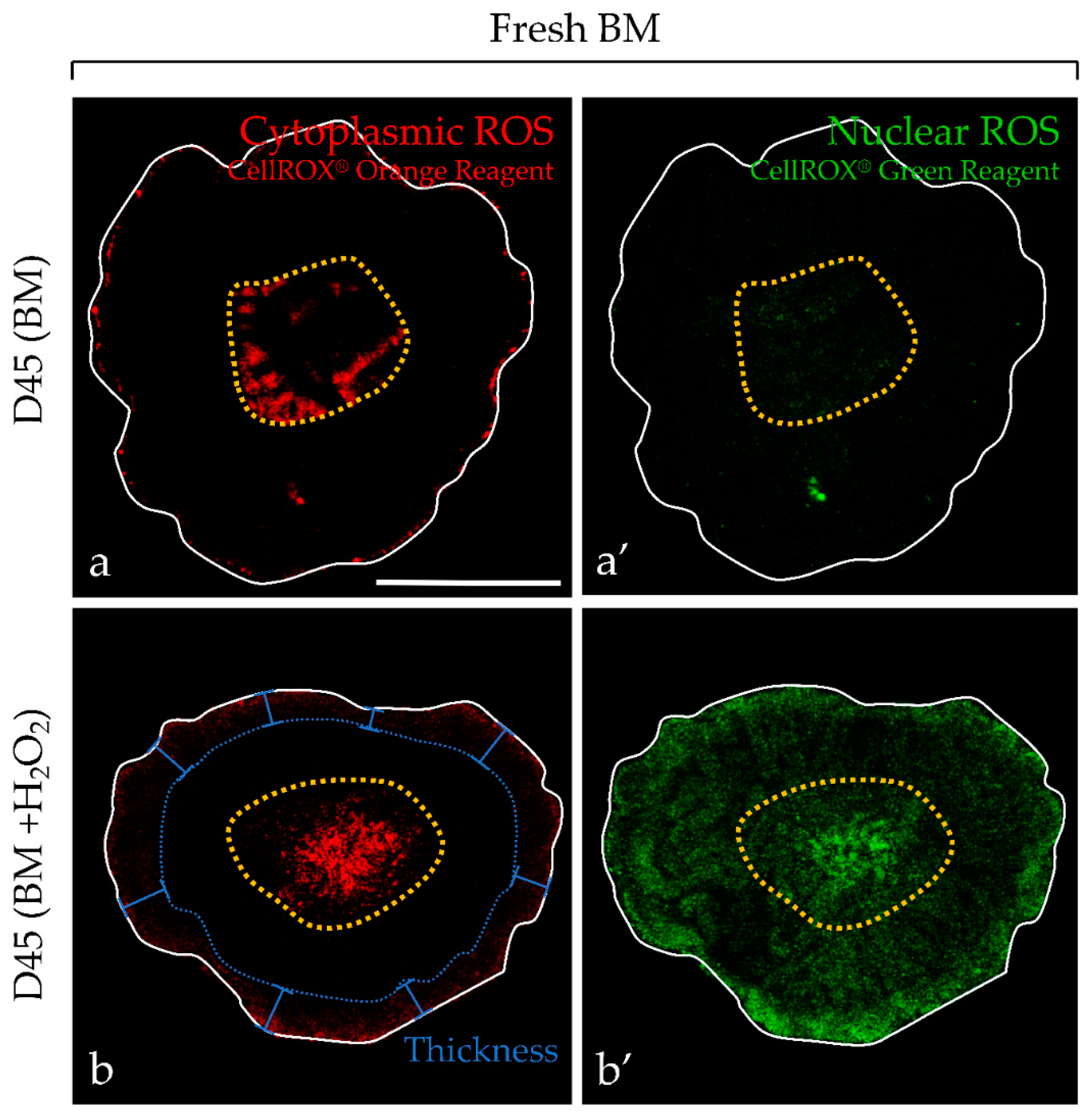 Ijms 20 05380 g002 Ijms 20 05380 g002