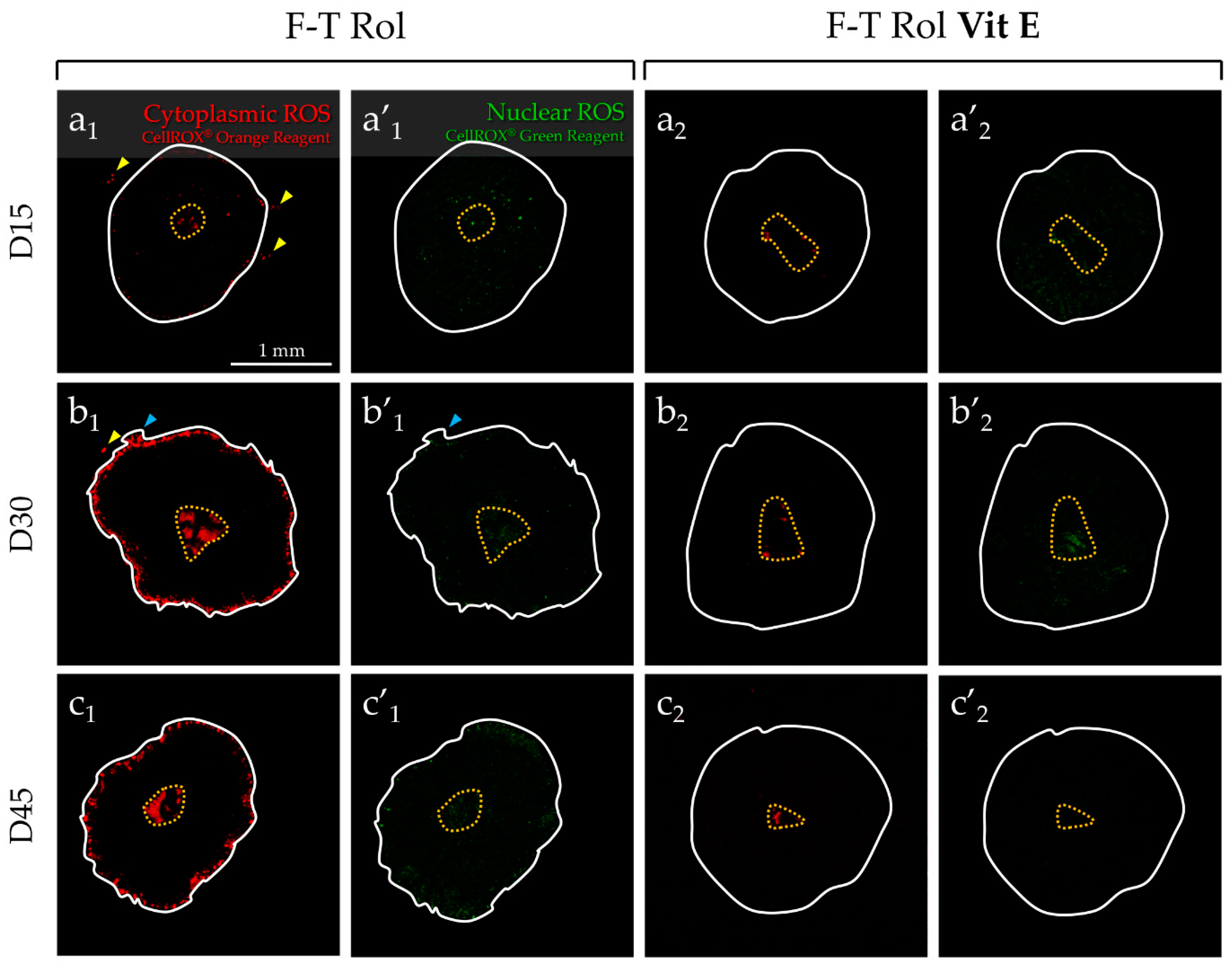 Ijms 20 05380 g005a Ijms 20 05380 g005a