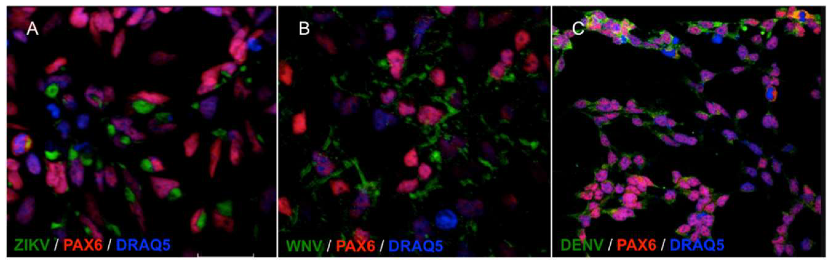 Ijms 20 05404 g002 Ijms 20 05404 g002