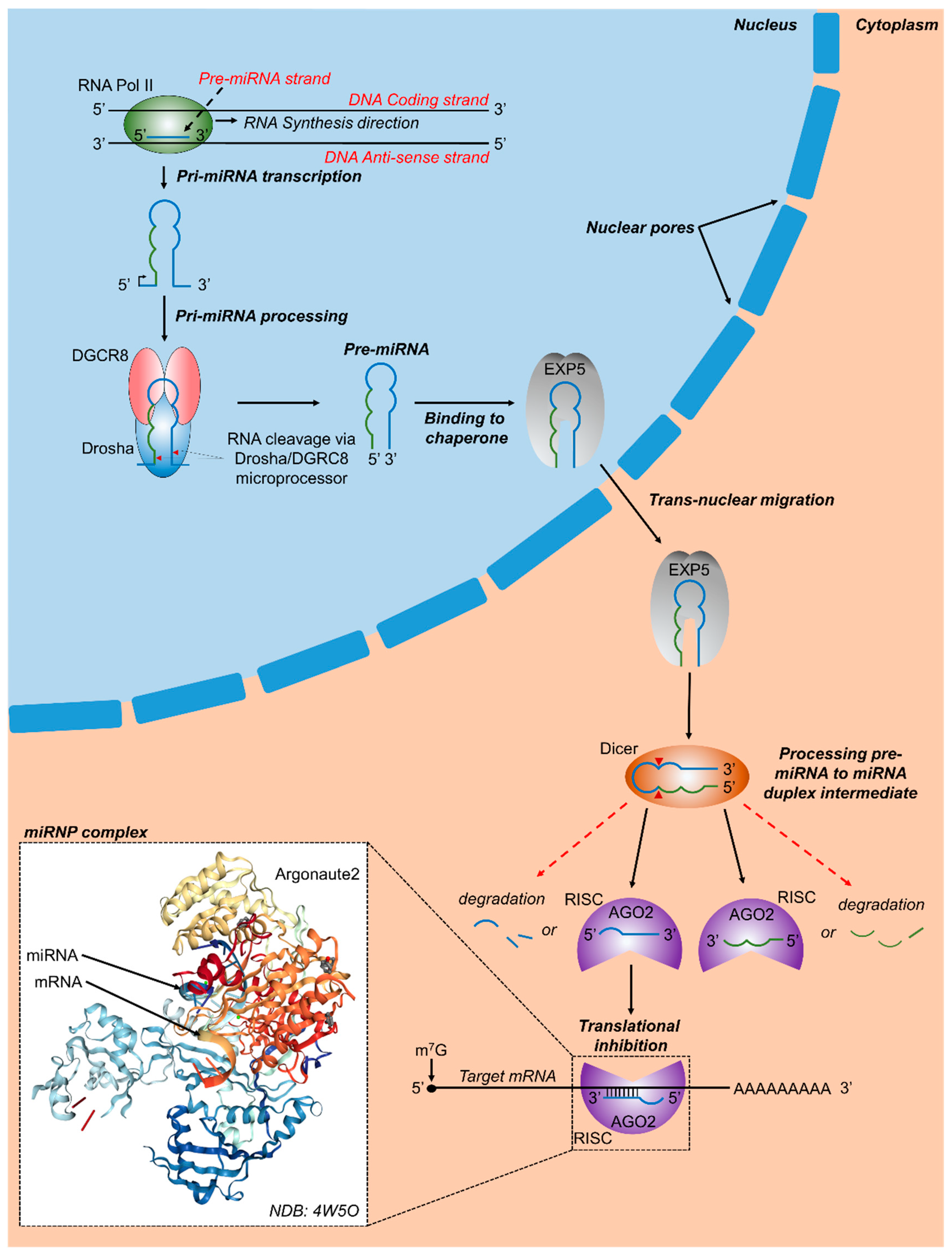Ijms 20 05423 g001 Ijms 20 05423 g001