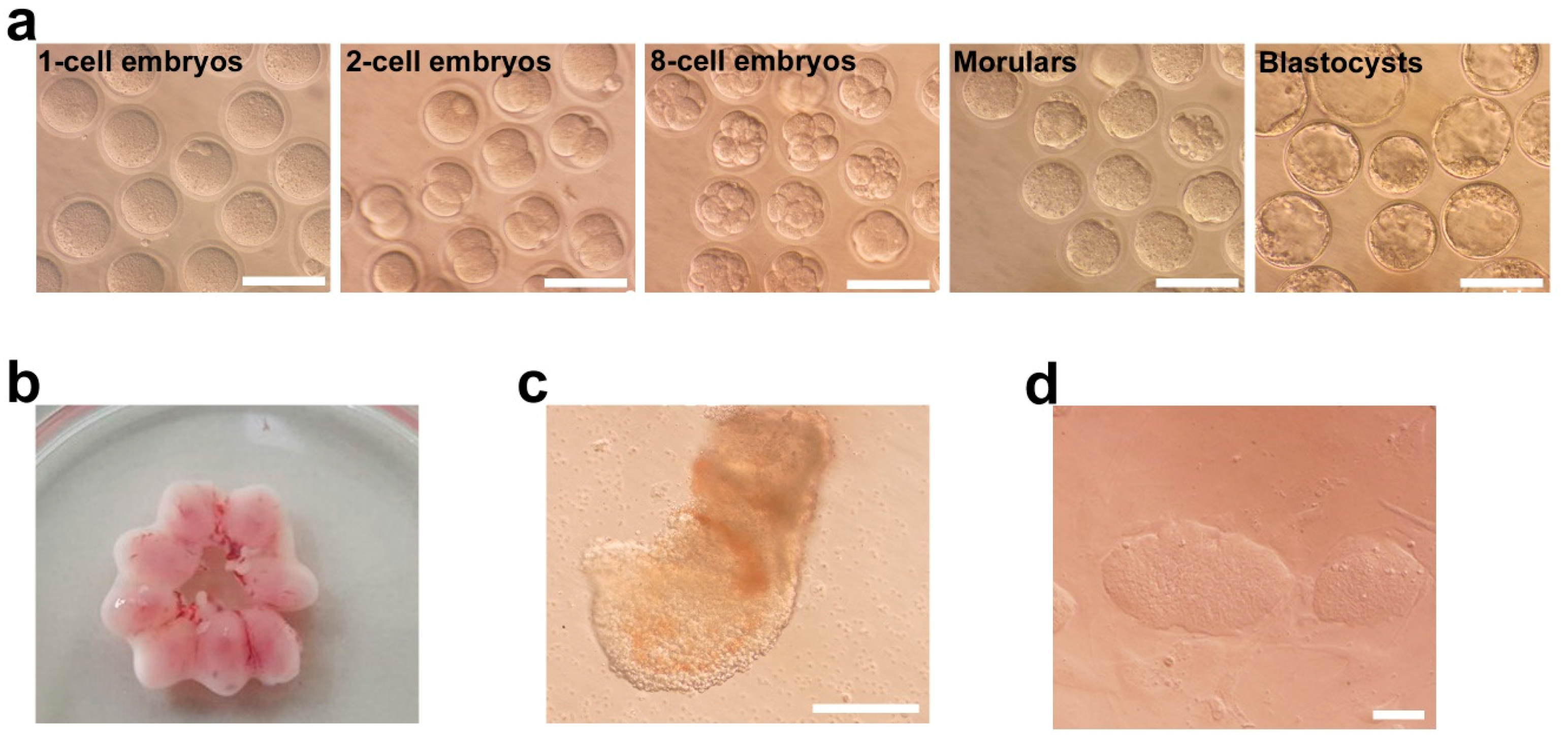 Ijms 20 05428 g001 Ijms 20 05428 g001