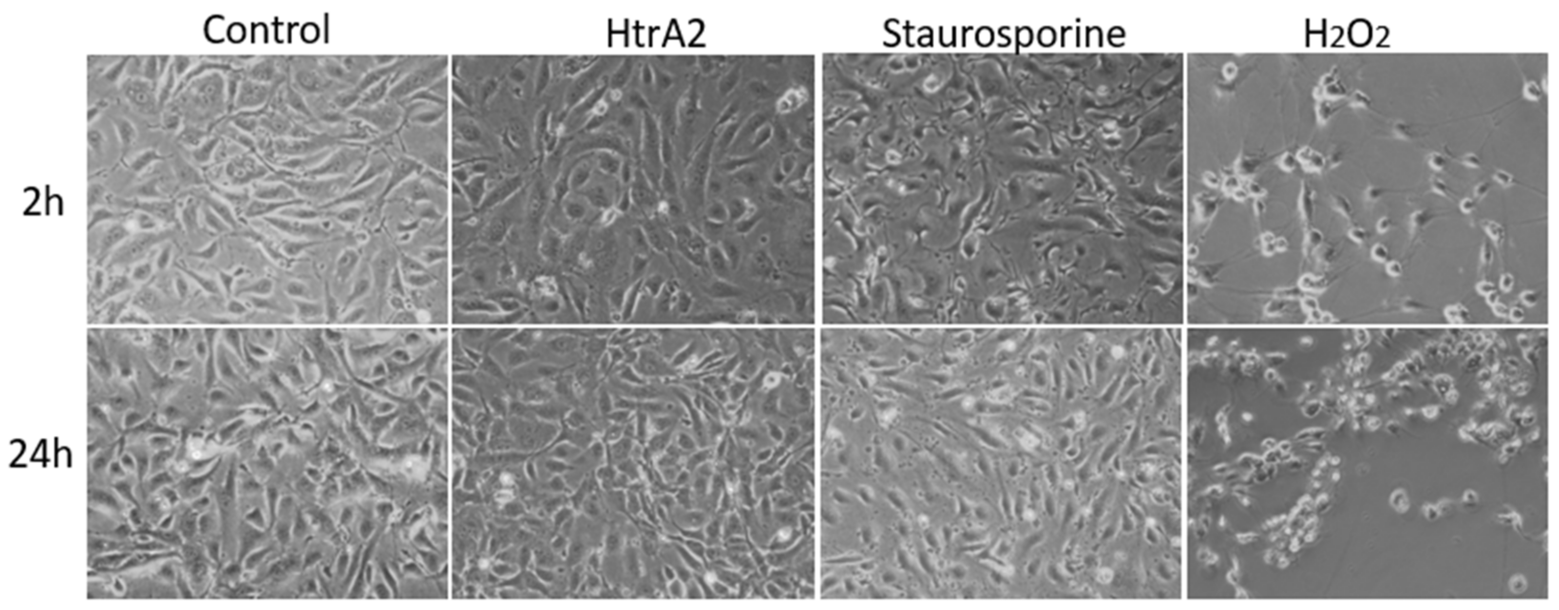 Ijms 20 05446 g003 Ijms 20 05446 g003