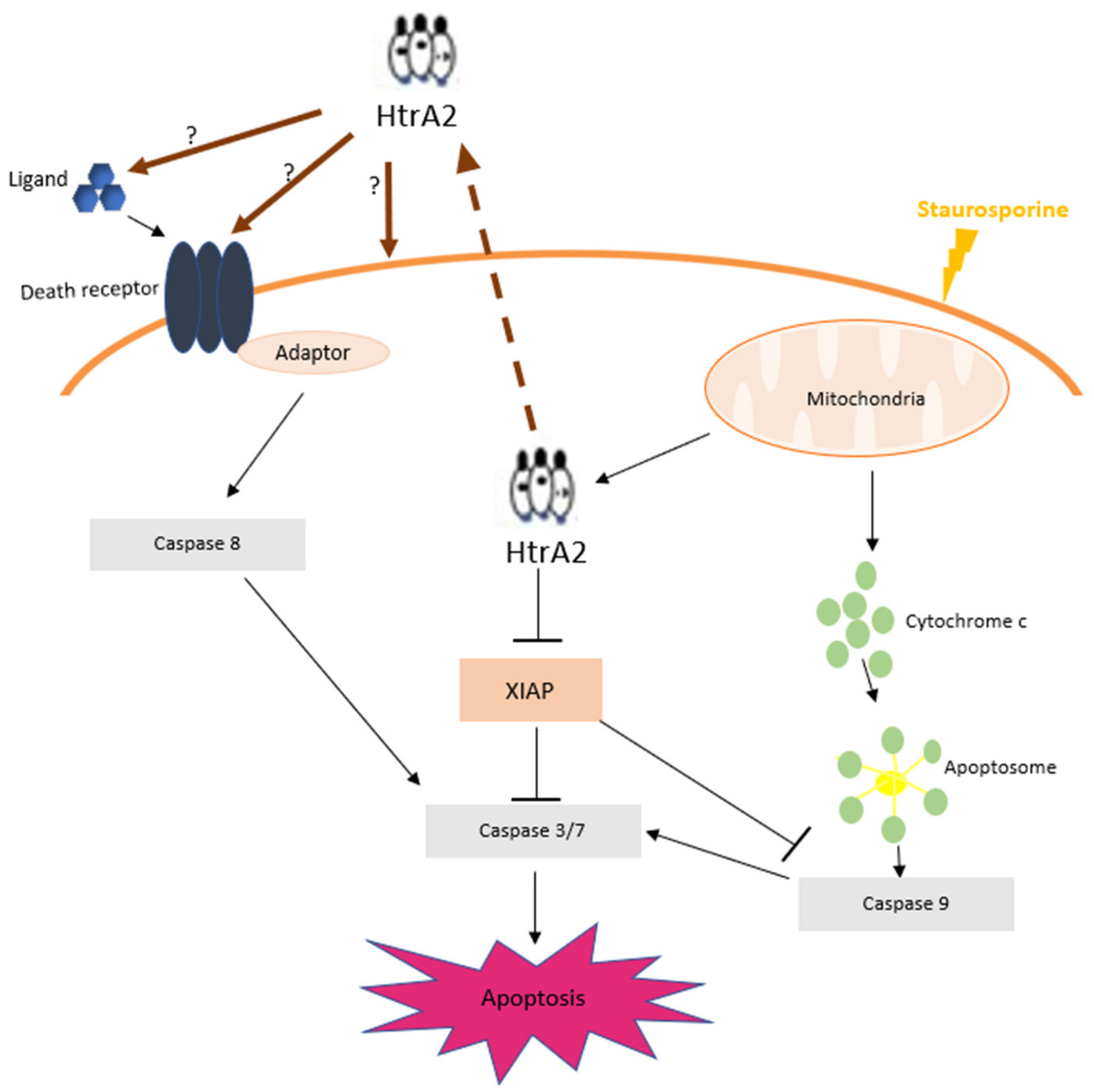 Ijms 20 05446 g005 Ijms 20 05446 g005