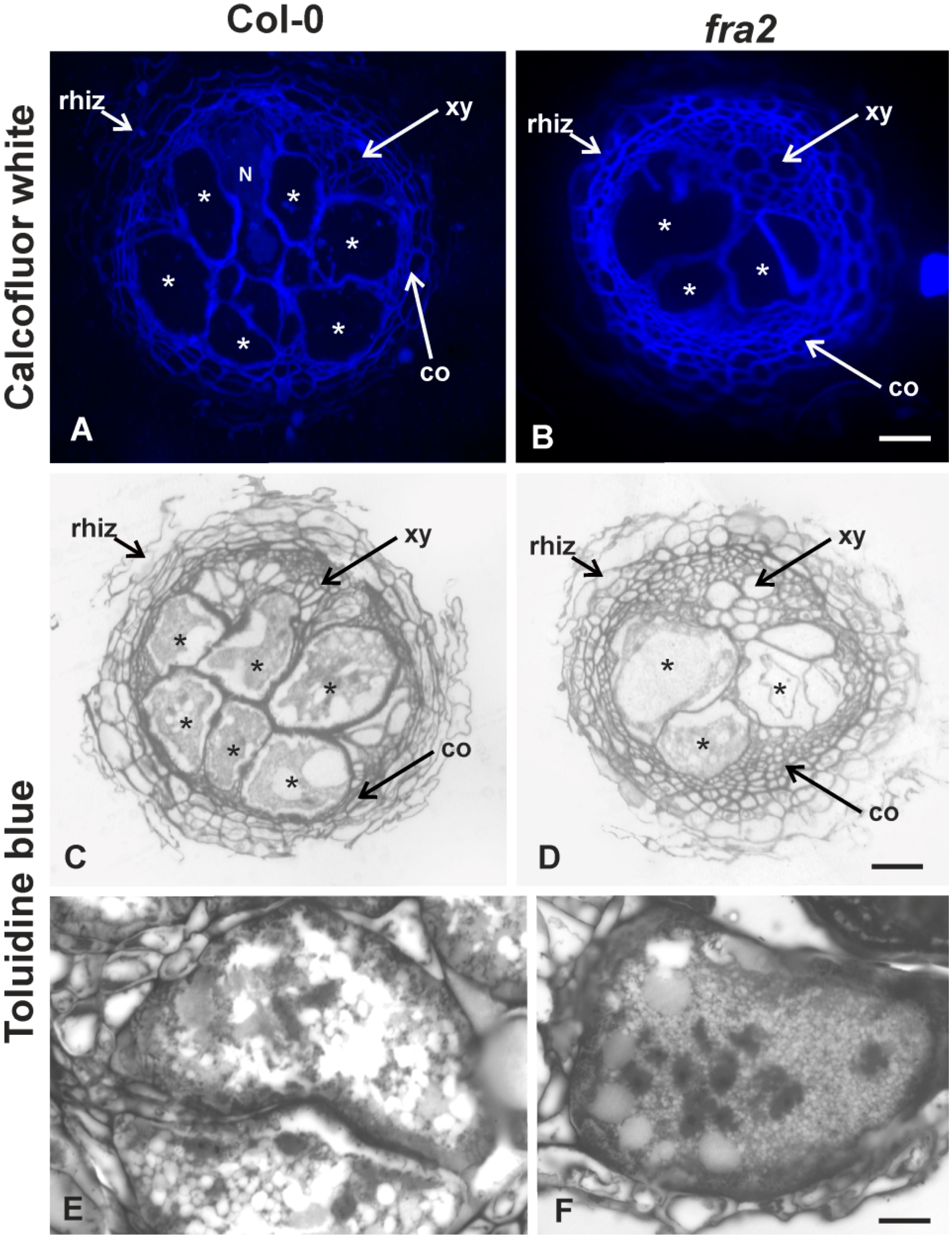 Ijms 20 05465 g004 Ijms 20 05465 g004