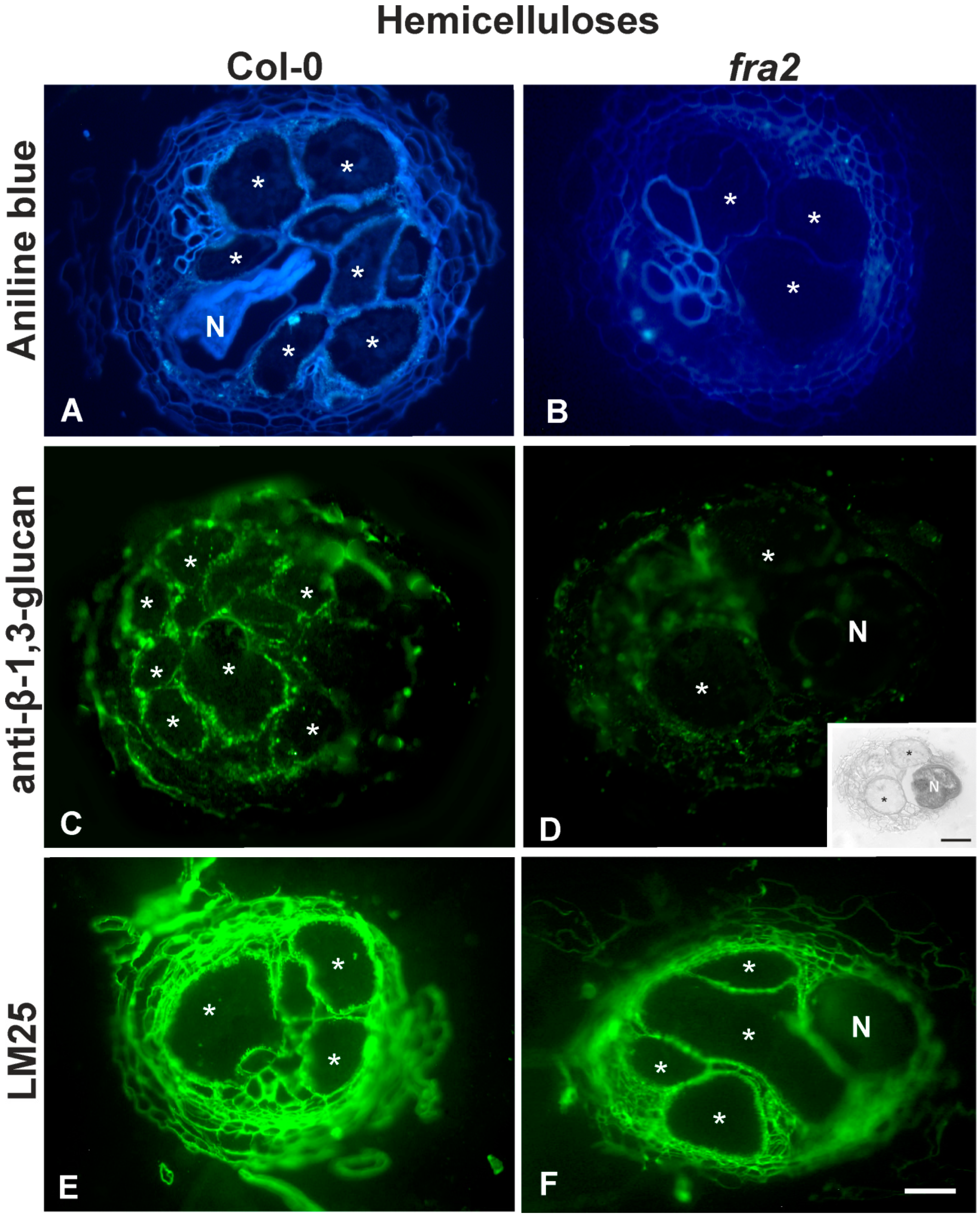 Ijms 20 05465 g005 Ijms 20 05465 g005