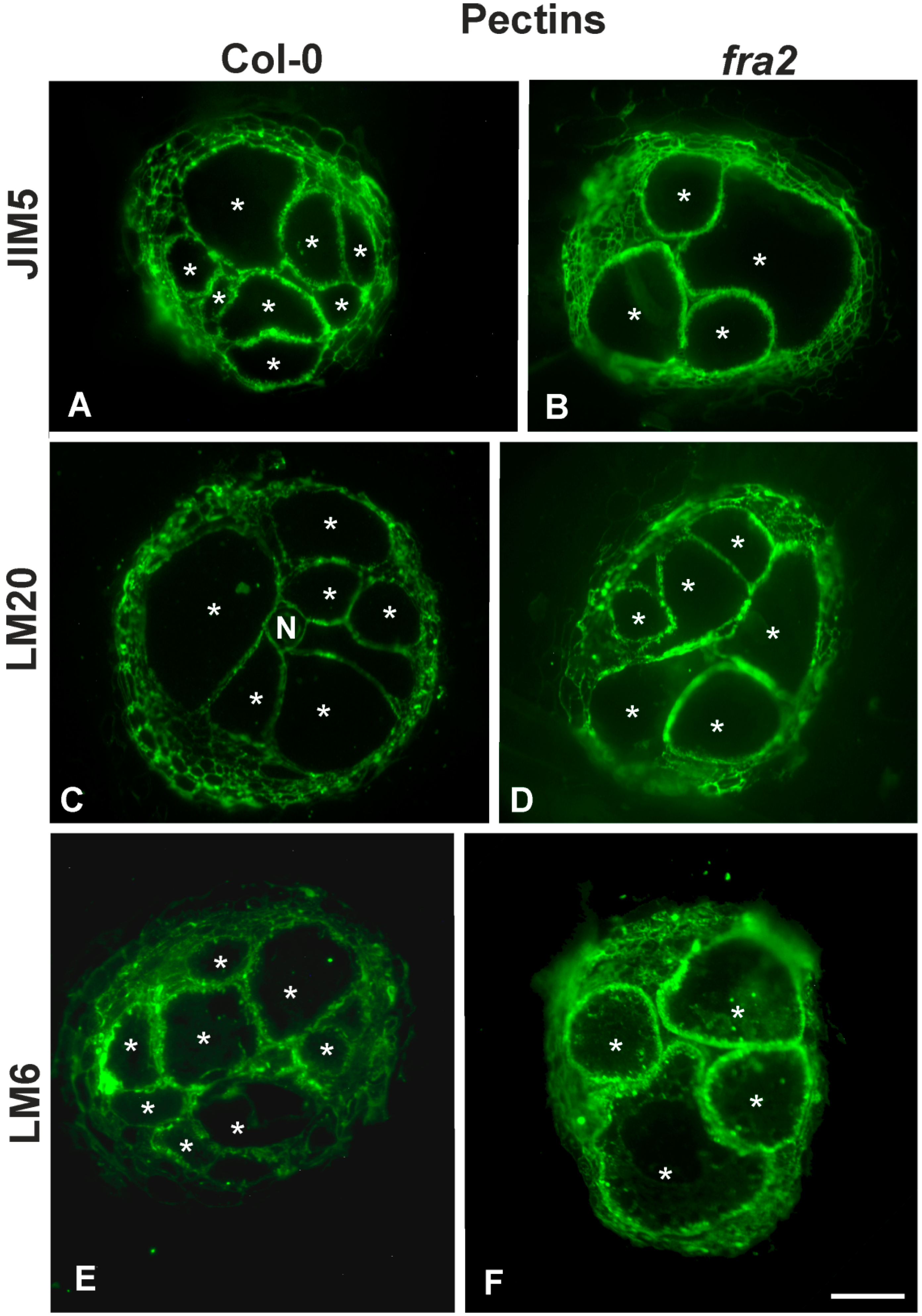 Ijms 20 05465 g006 Ijms 20 05465 g006