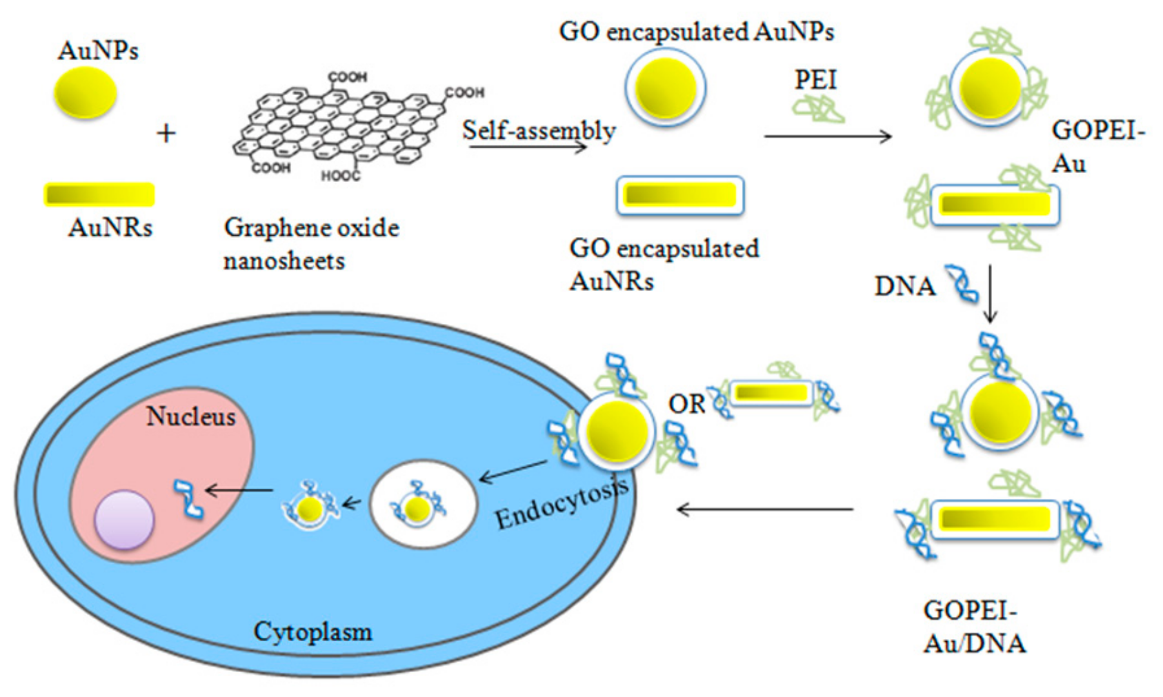Ijms 20 05491 g009 Ijms 20 05491 g009