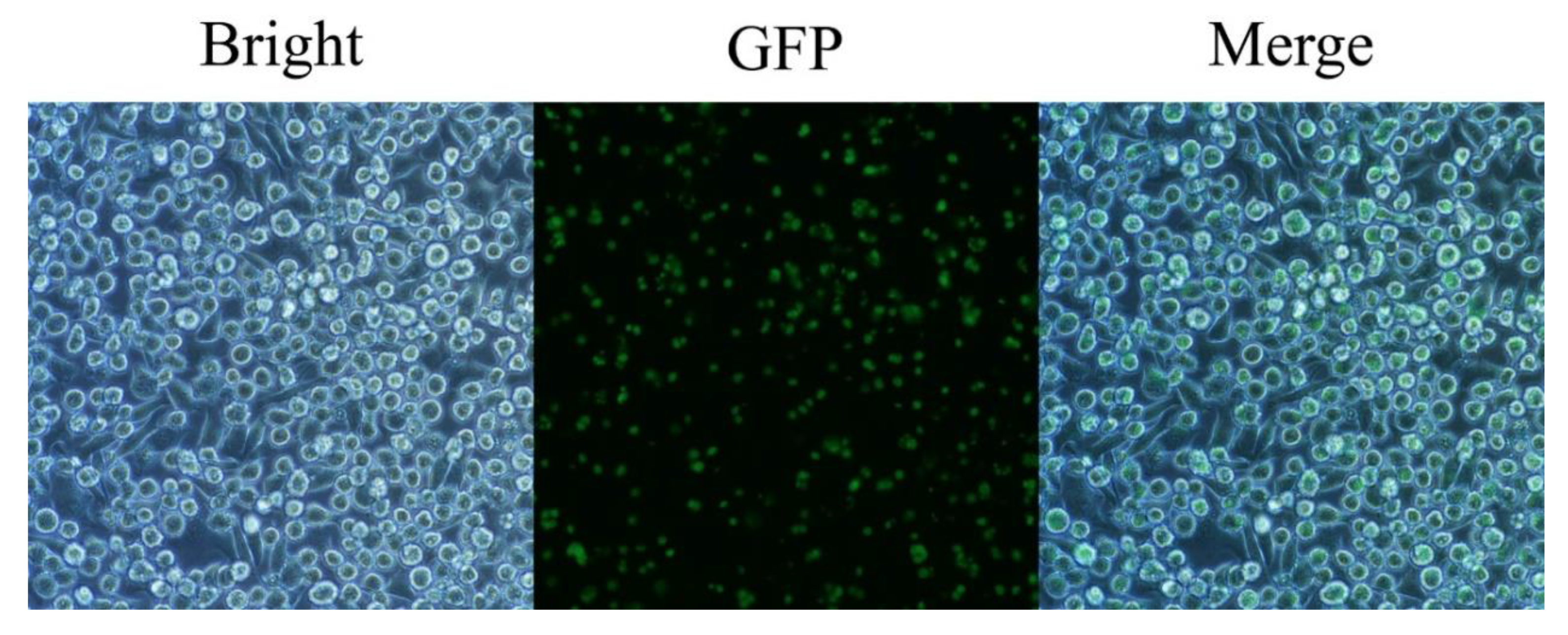 Ijms 20 05506 g001 Ijms 20 05506 g001