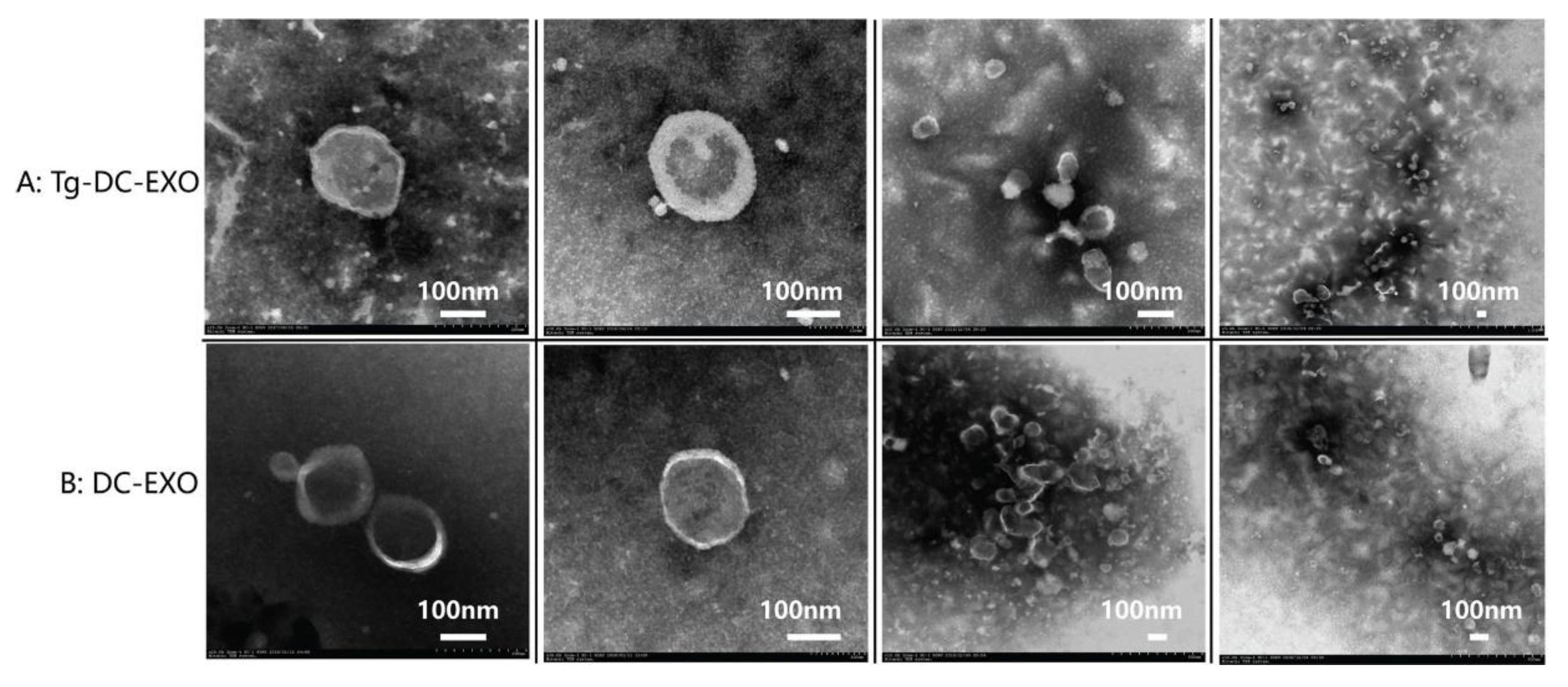 Ijms 20 05506 g002 Ijms 20 05506 g002