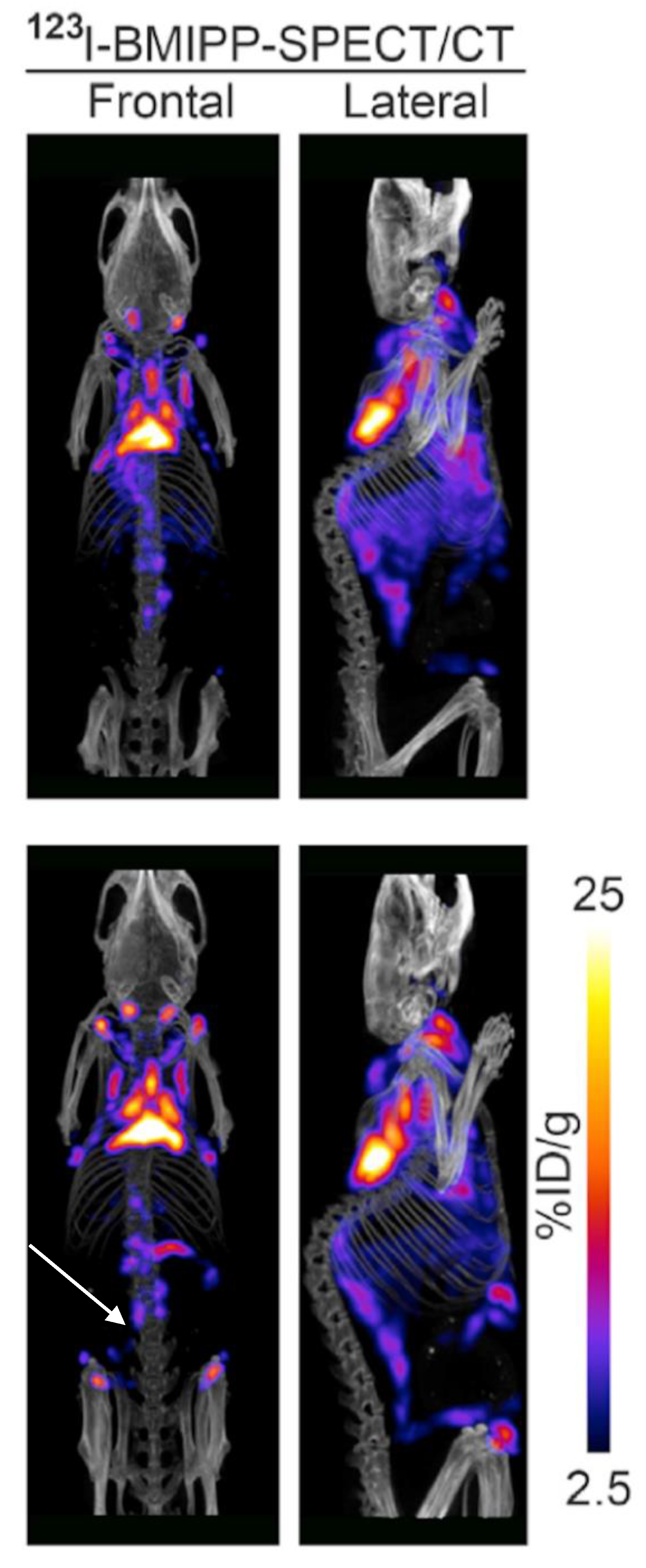 Ijms 20 05509 g008 Ijms 20 05509 g008